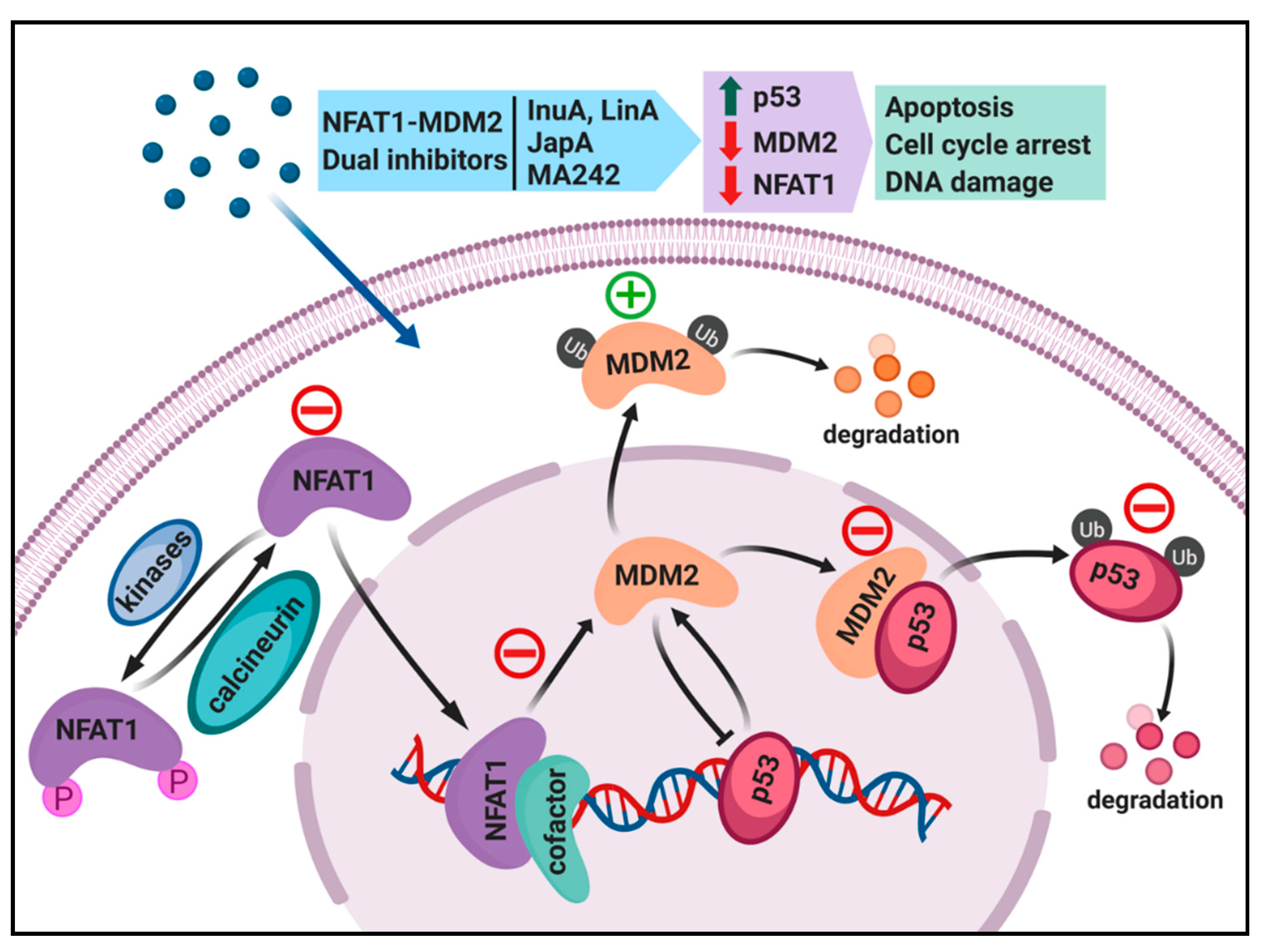 Cells | Free Full-Text | Two Birds with One Stone: NFAT1-MDM2 Dual