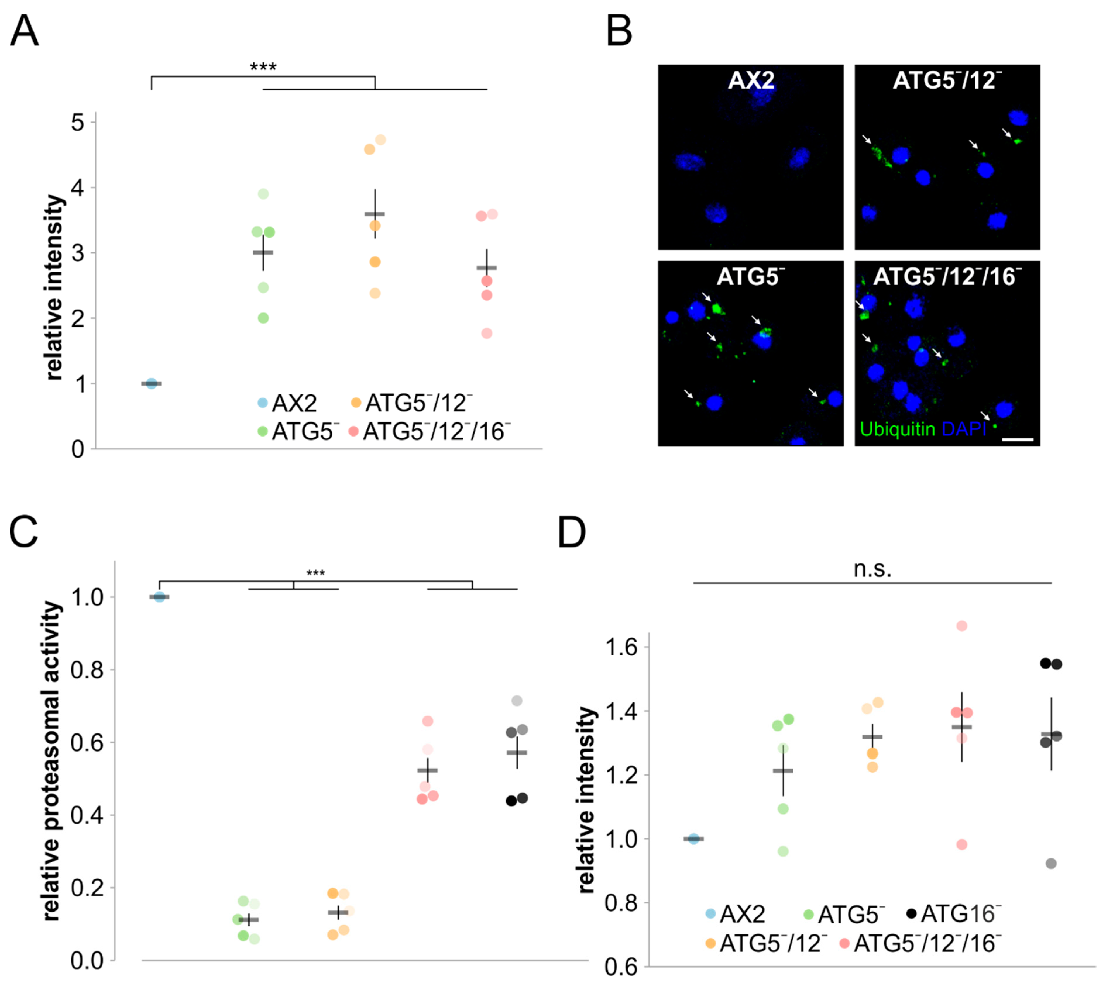 Cells 09 01179 g007 Cells 09 01179 g007