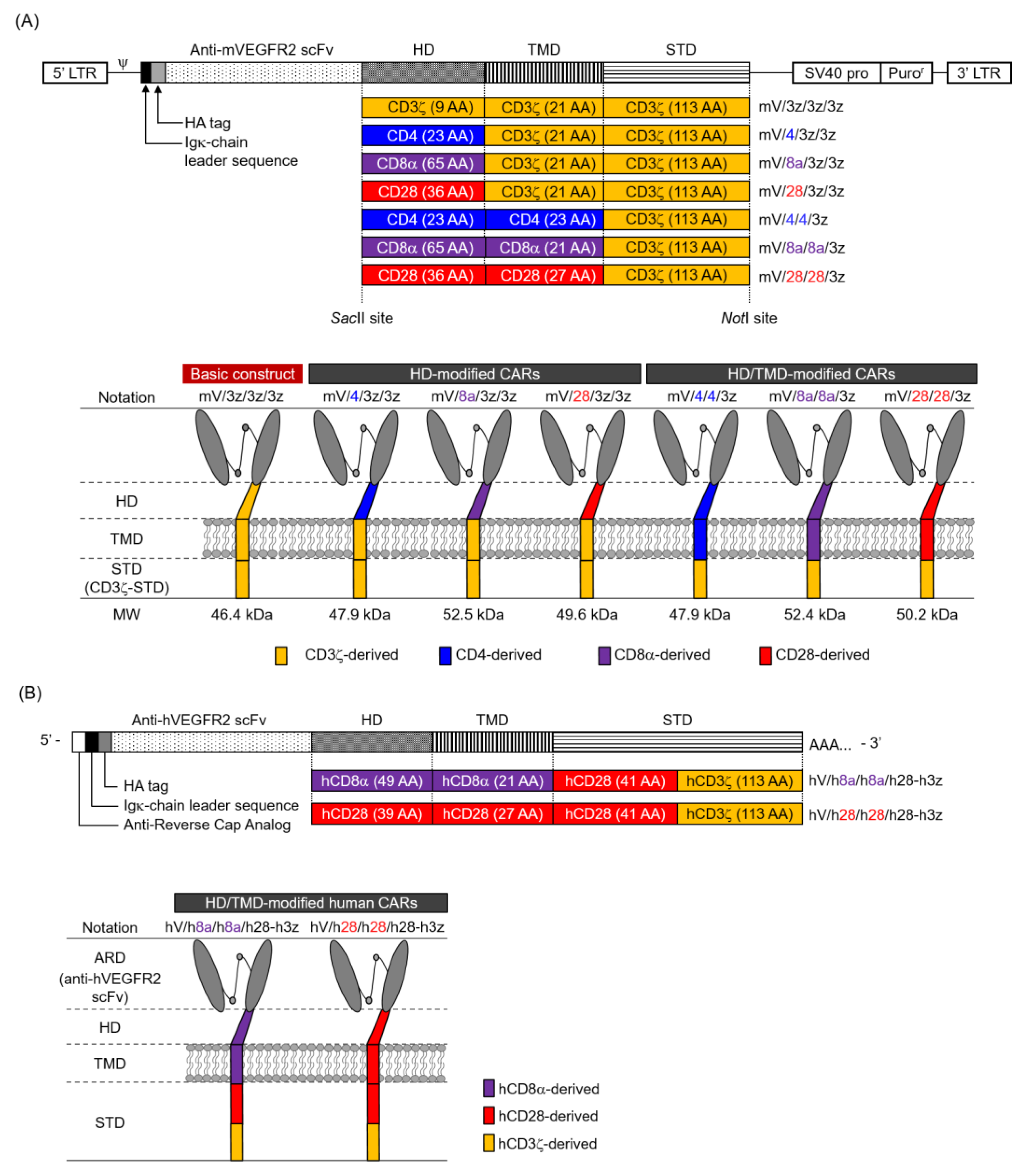 Cells 09 01182 g001a Cells 09 01182 g001a