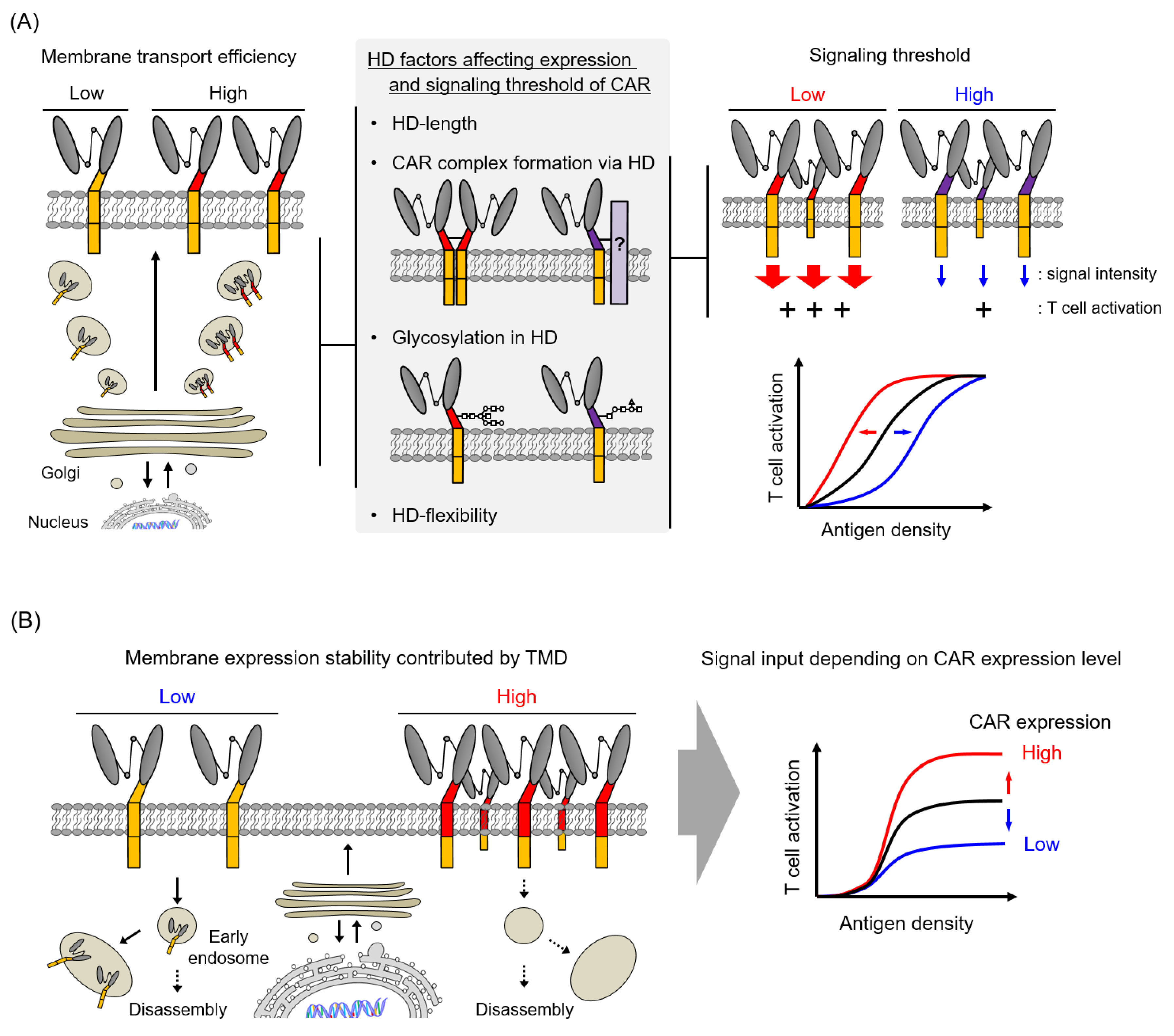 Cells 09 01182 g005a Cells 09 01182 g005a