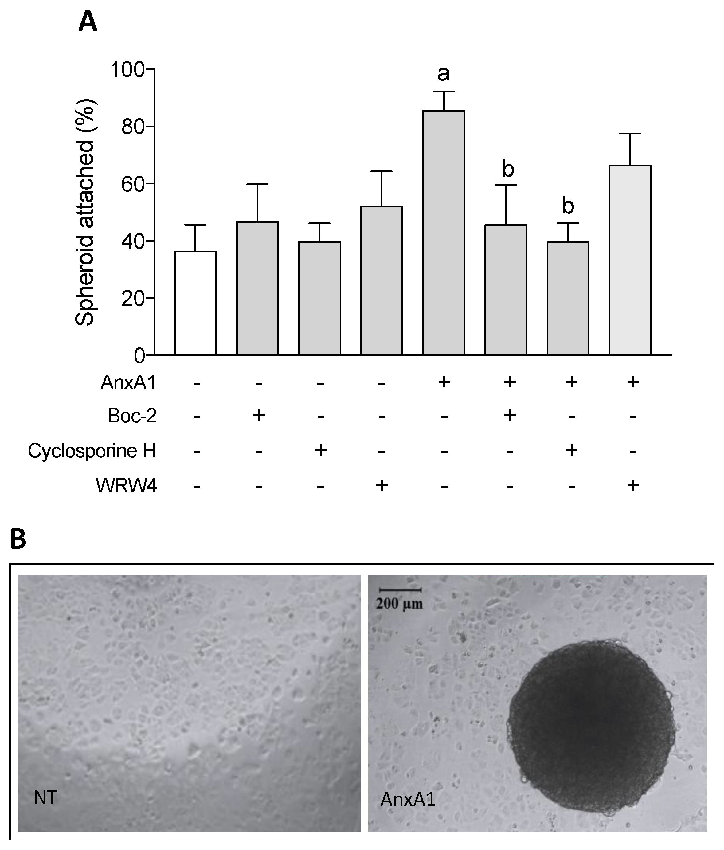 Cells 09 01188 g001 Cells 09 01188 g001