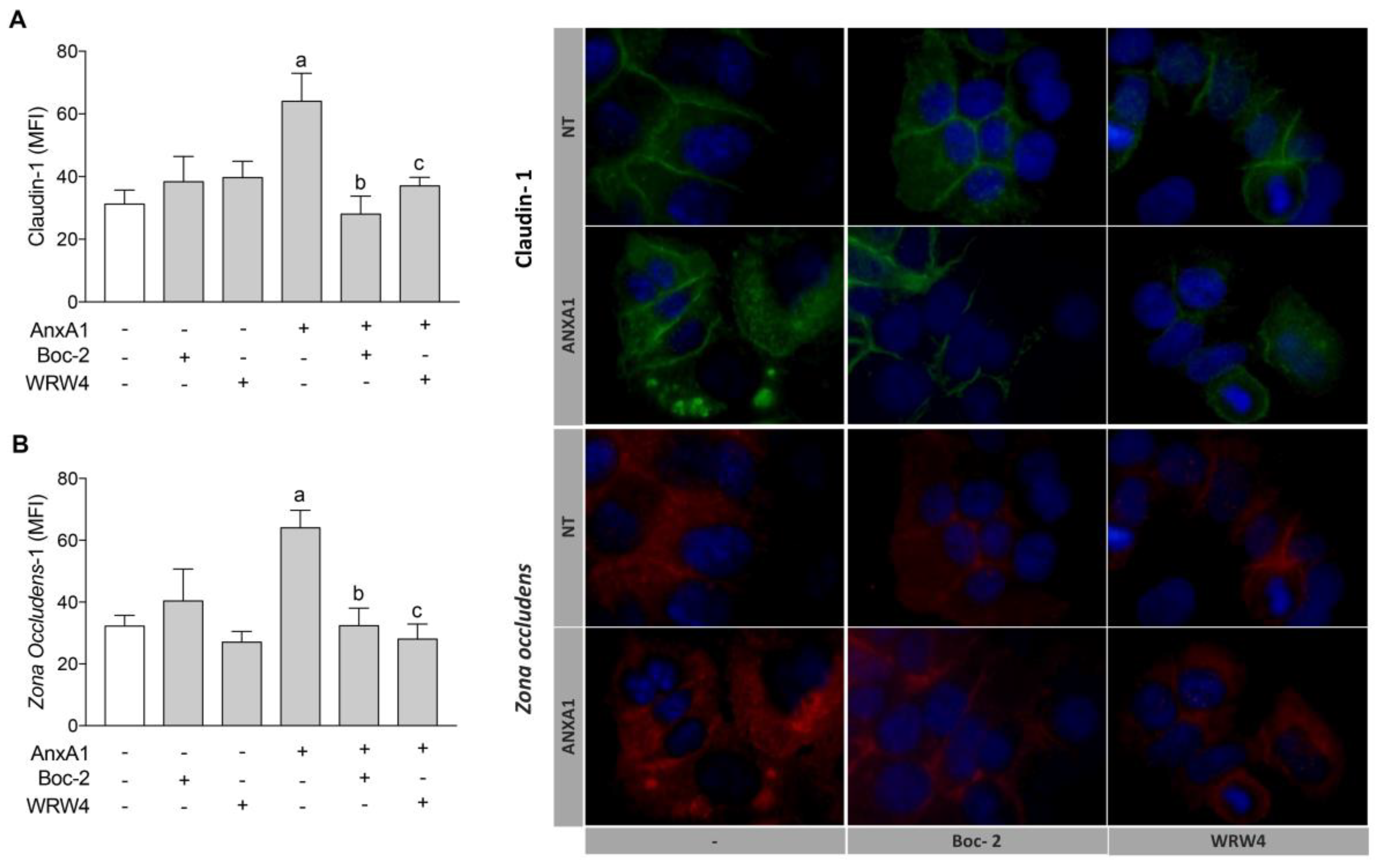 Cells 09 01188 g003 Cells 09 01188 g003
