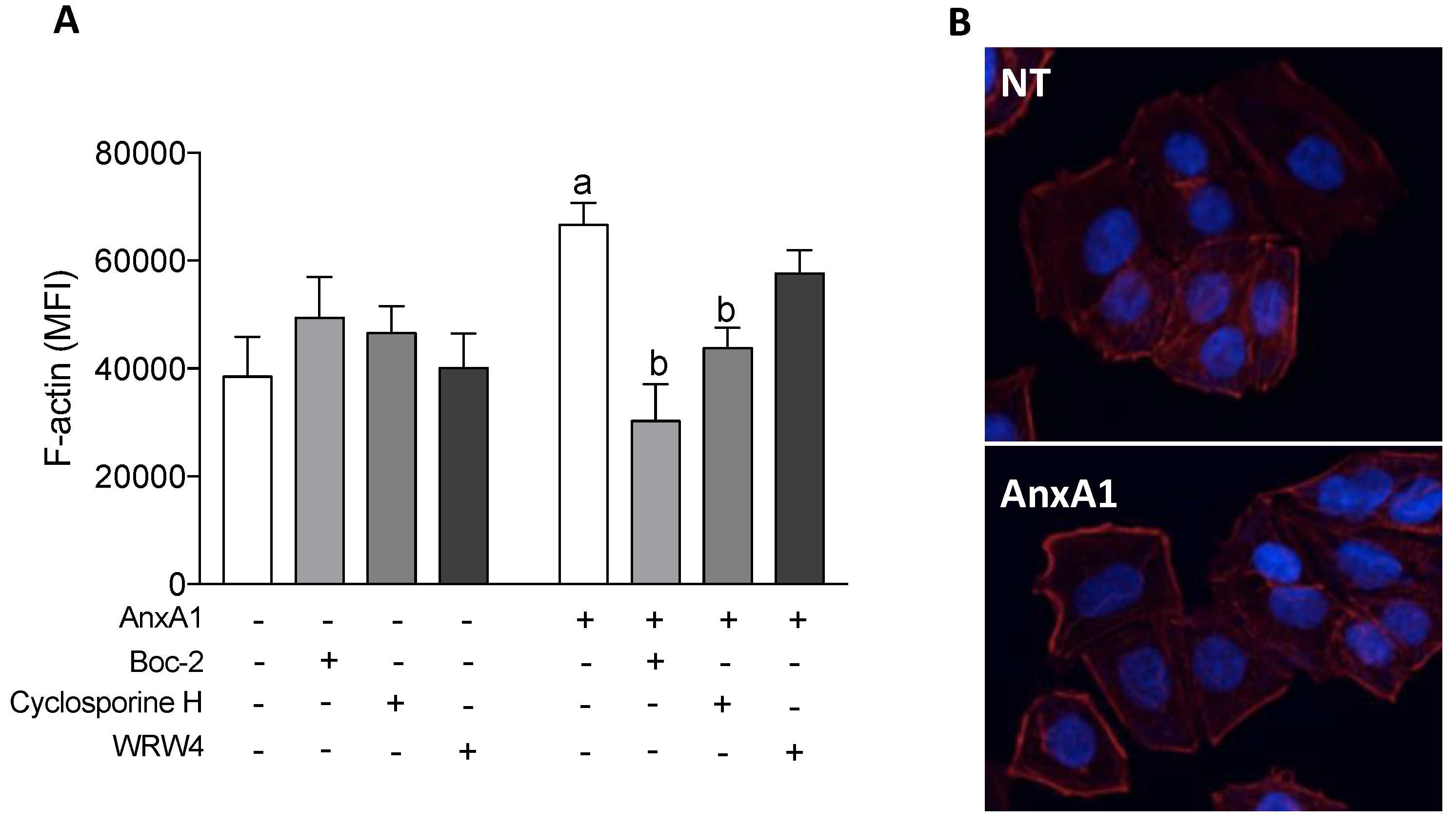 Cells 09 01188 g005 Cells 09 01188 g005