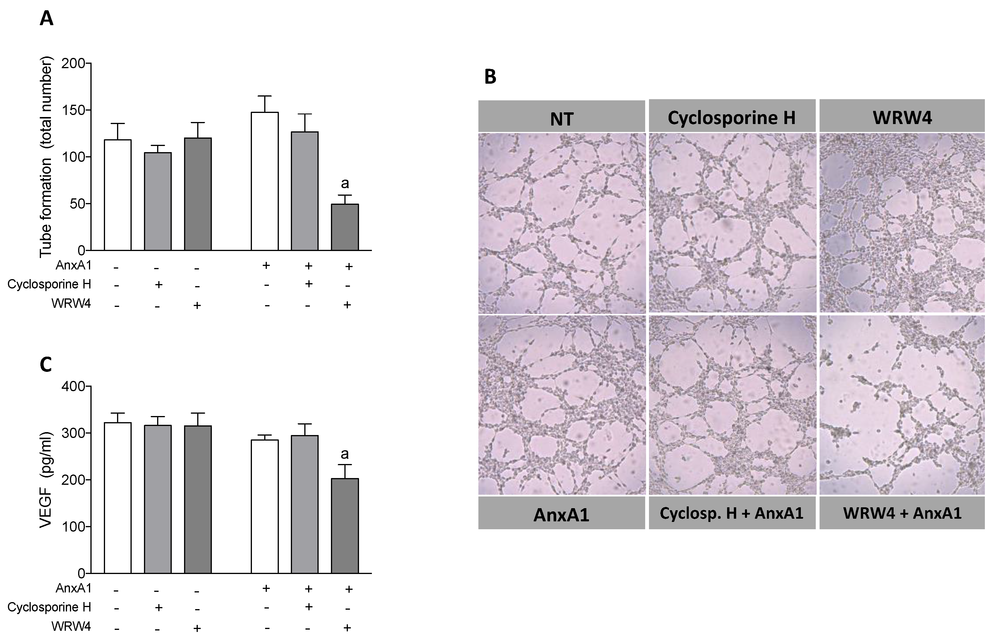 Cells 09 01188 g006 Cells 09 01188 g006