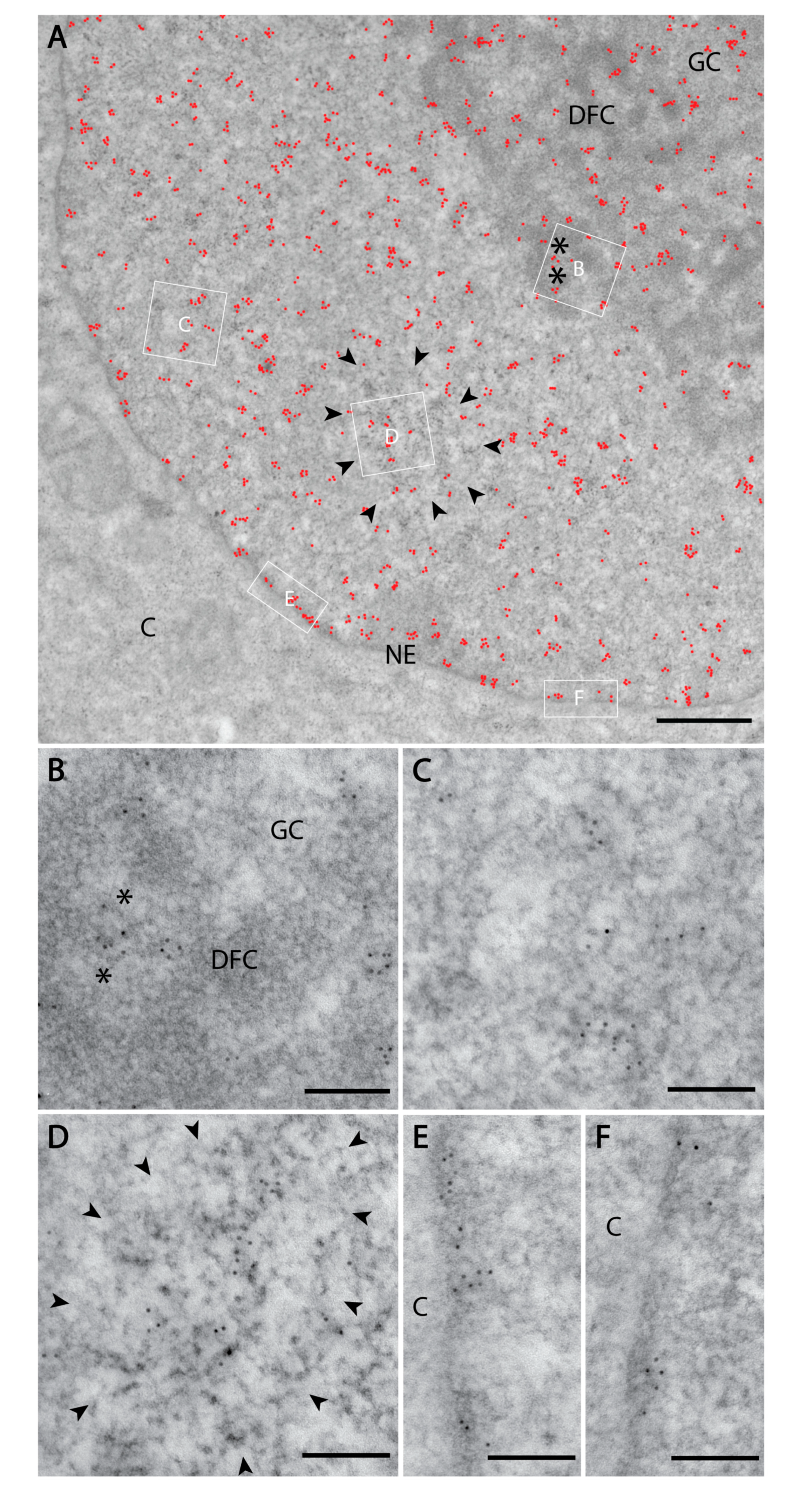 Cells 09 01191 g003 Cells 09 01191 g003