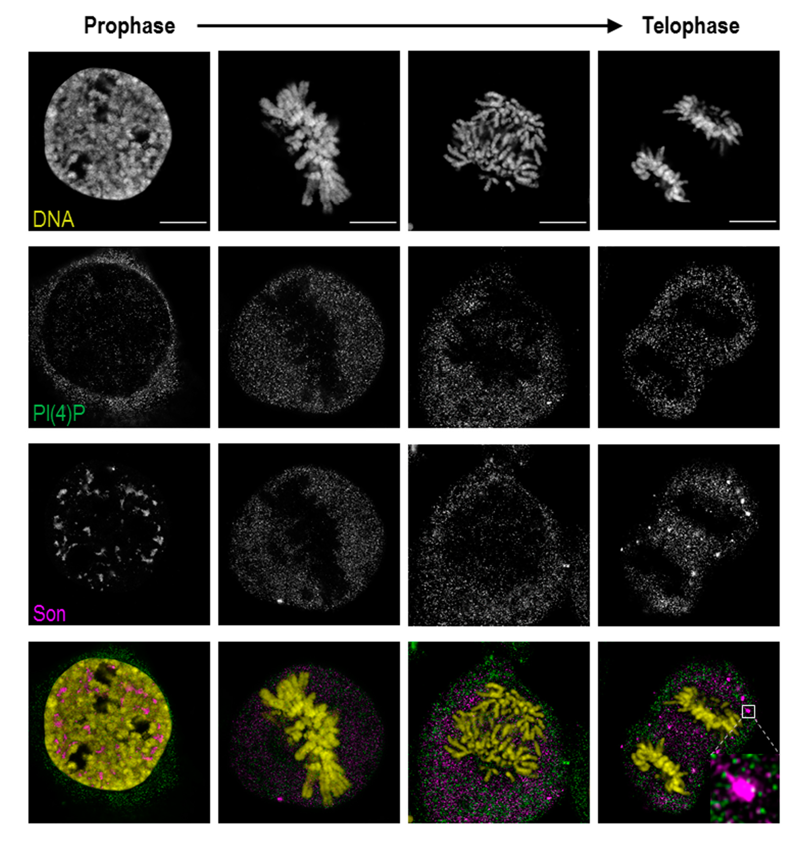 Cells 09 01191 g006 Cells 09 01191 g006