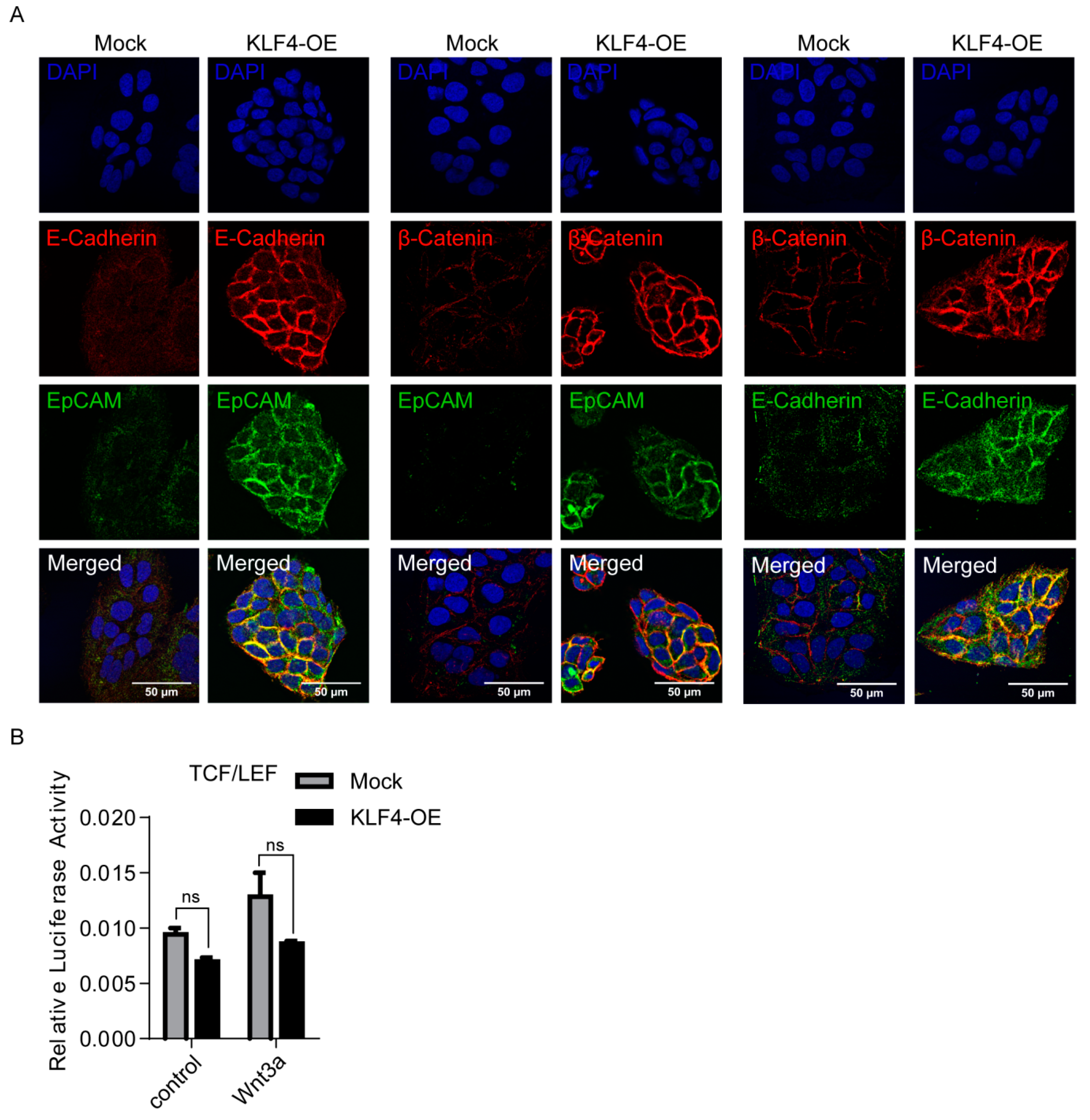 Cells 09 01198 g003 Cells 09 01198 g003