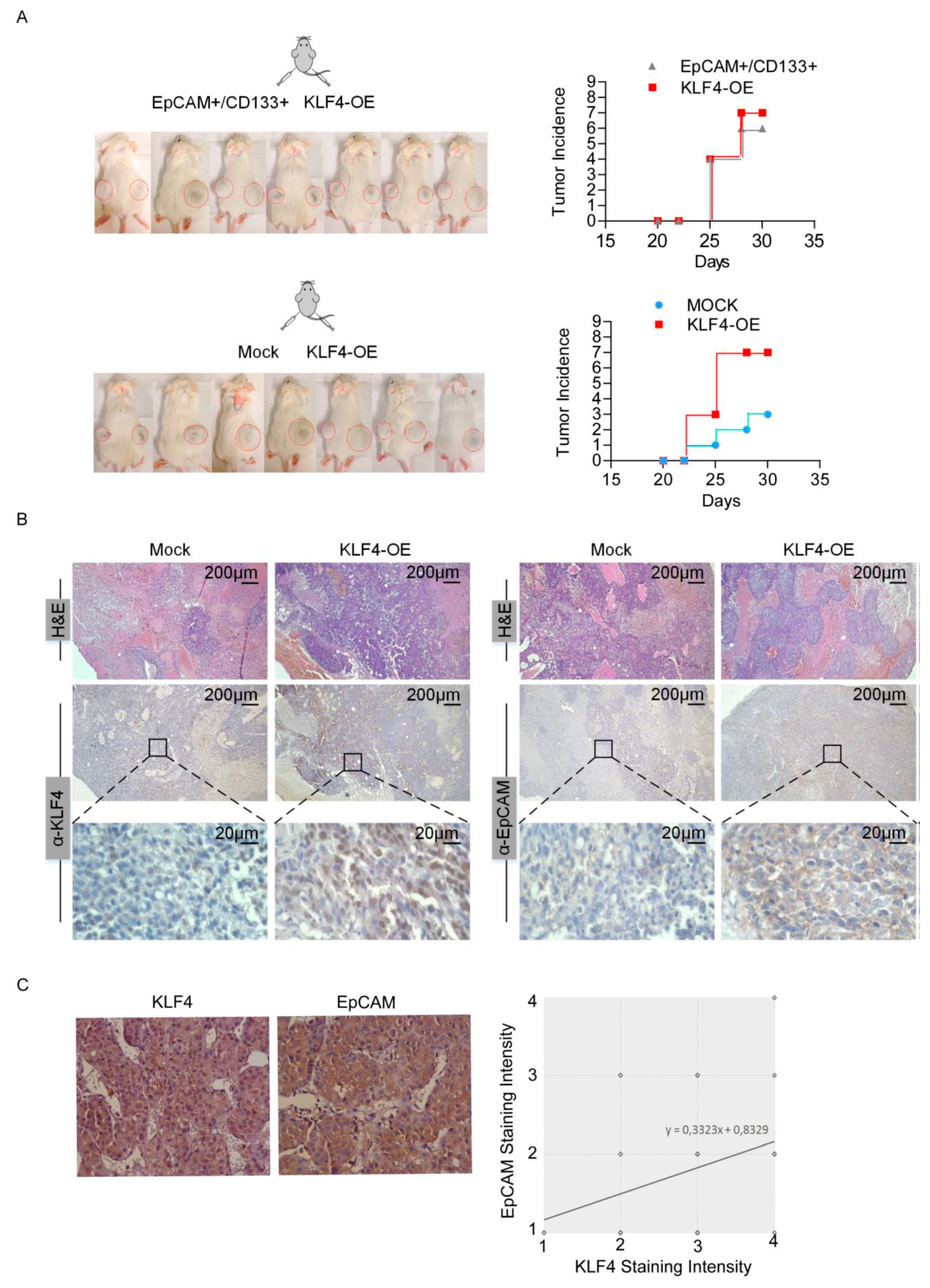 Cells 09 01198 g004 Cells 09 01198 g004