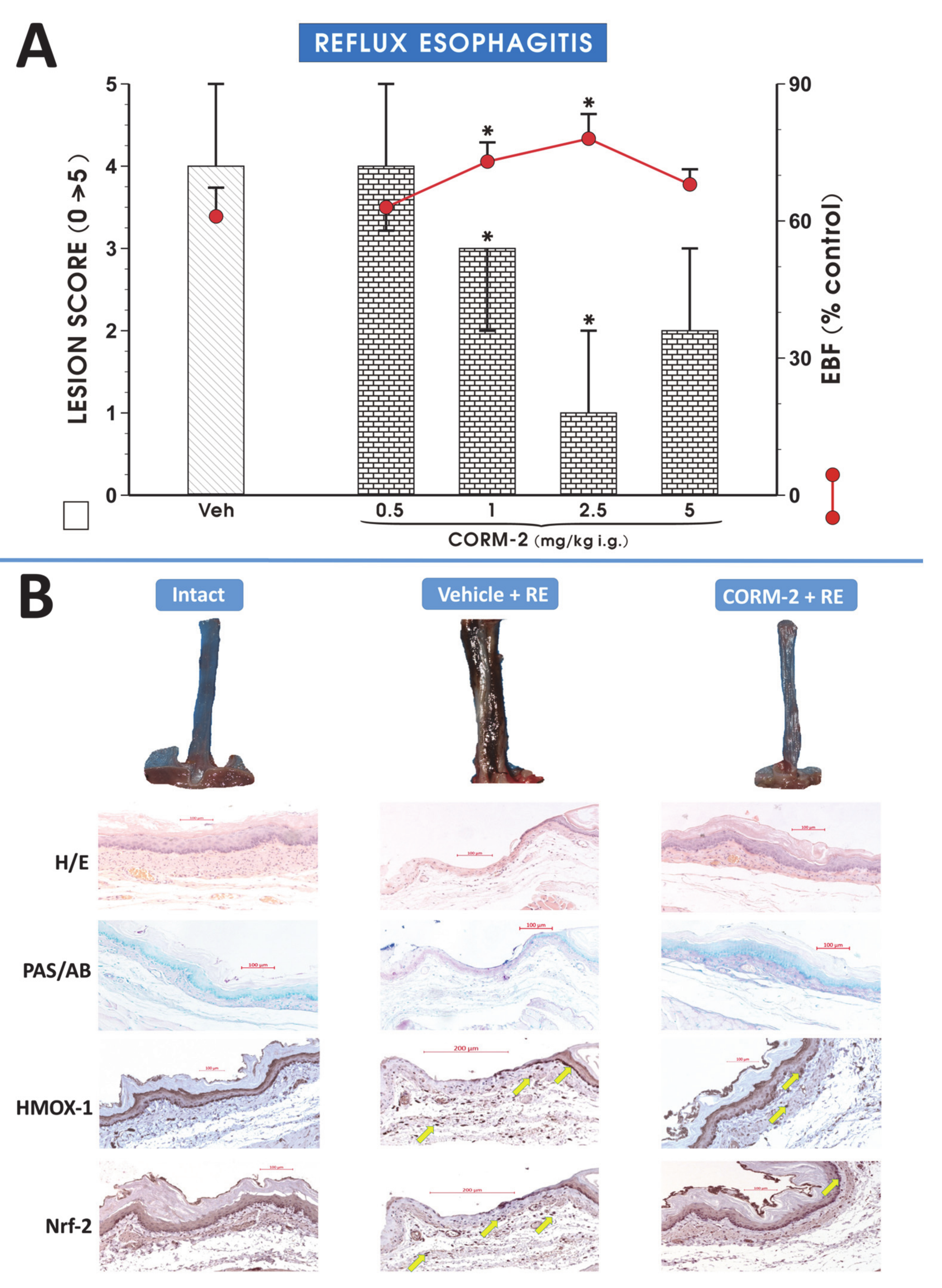 Cells 09 01203 g001 Cells 09 01203 g001