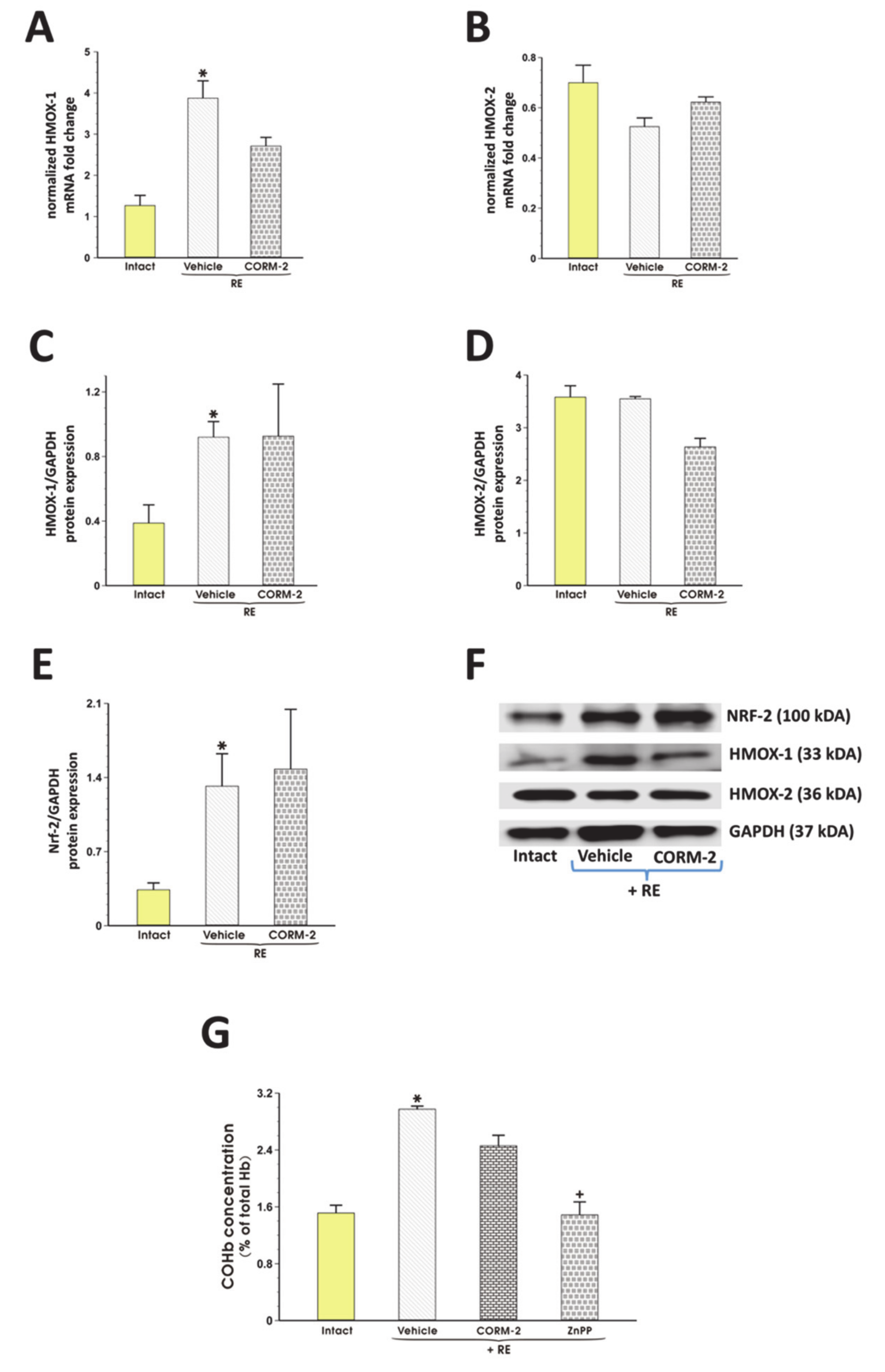 Cells 09 01203 g002 Cells 09 01203 g002