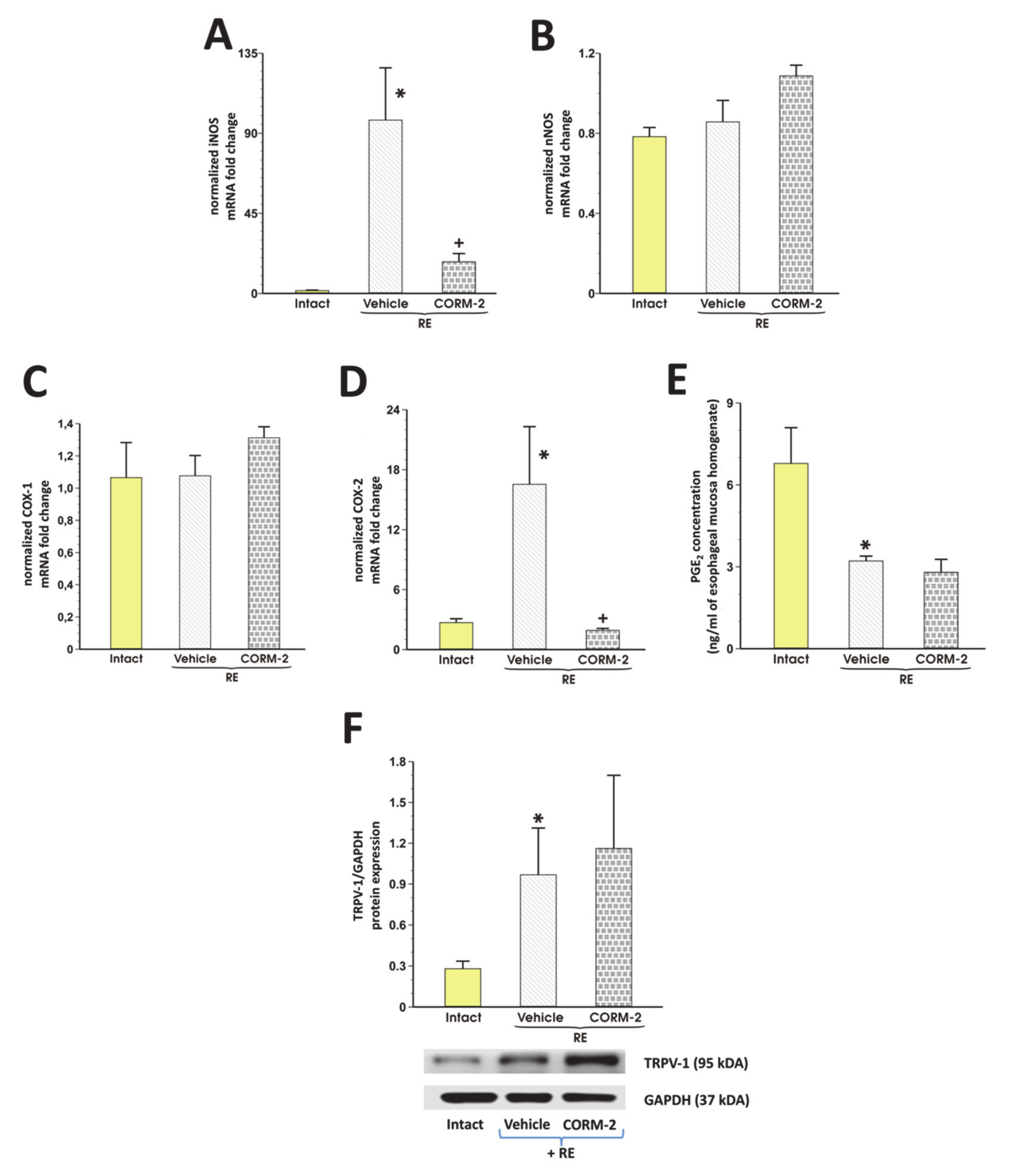 Cells 09 01203 g004 Cells 09 01203 g004