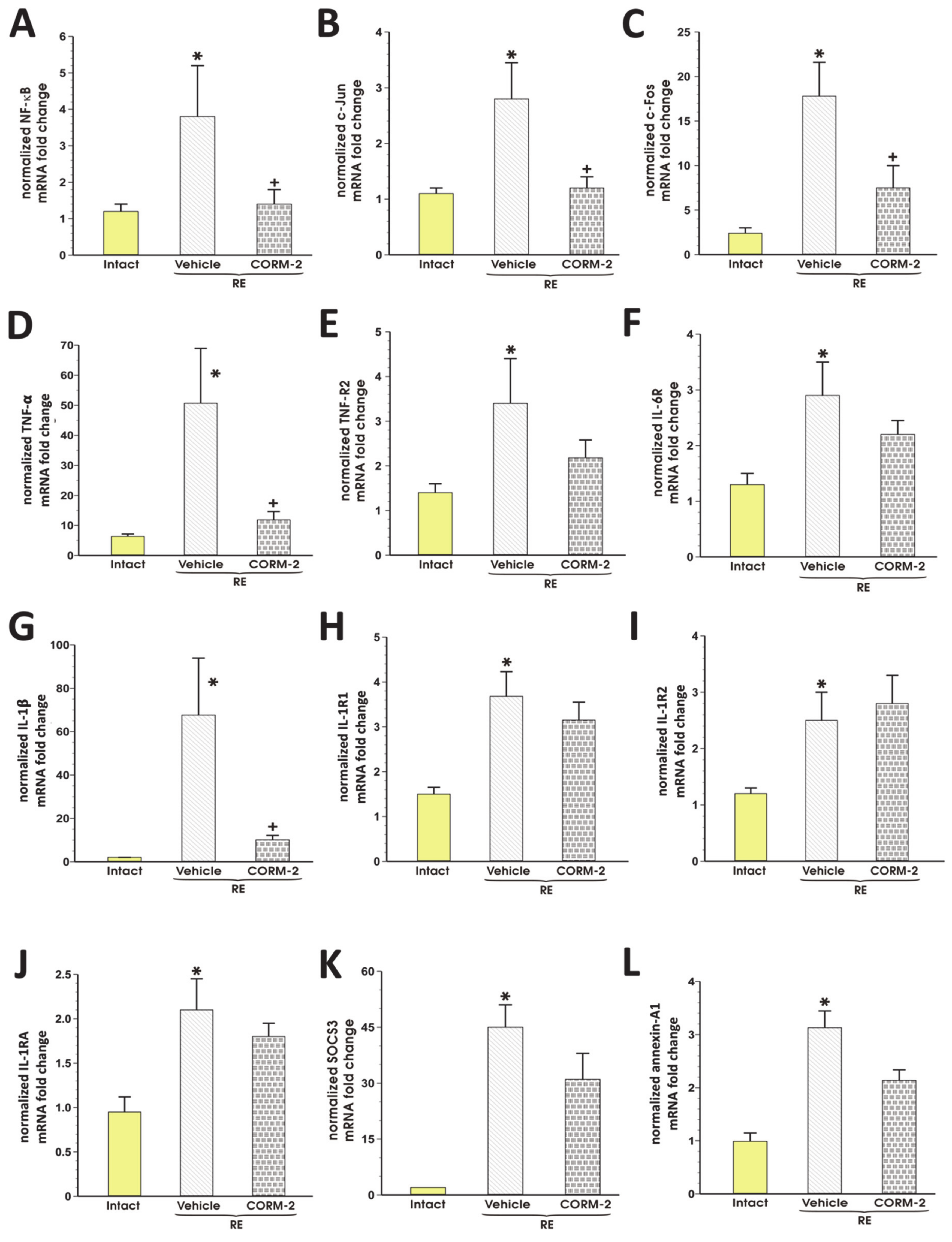 Cells 09 01203 g006 Cells 09 01203 g006