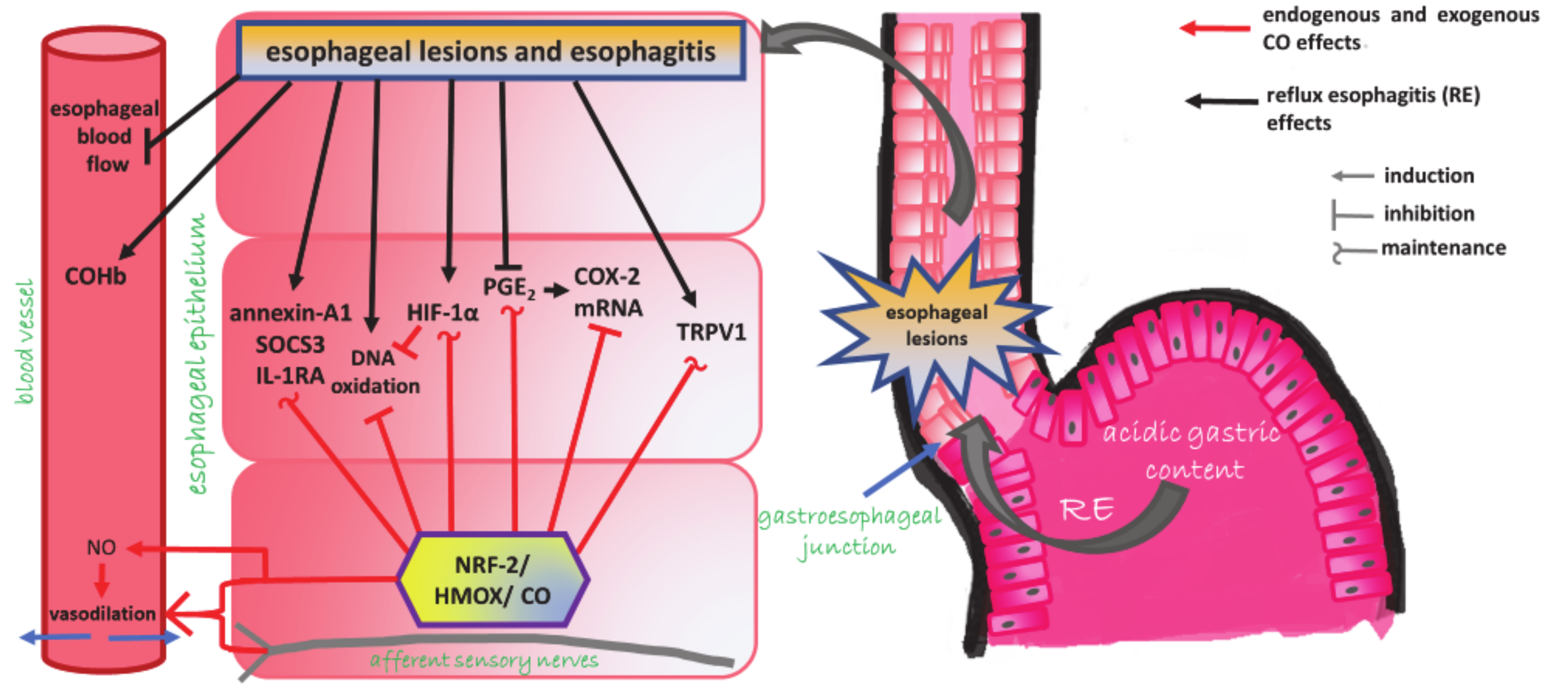 Cells 09 01203 g008 Cells 09 01203 g008