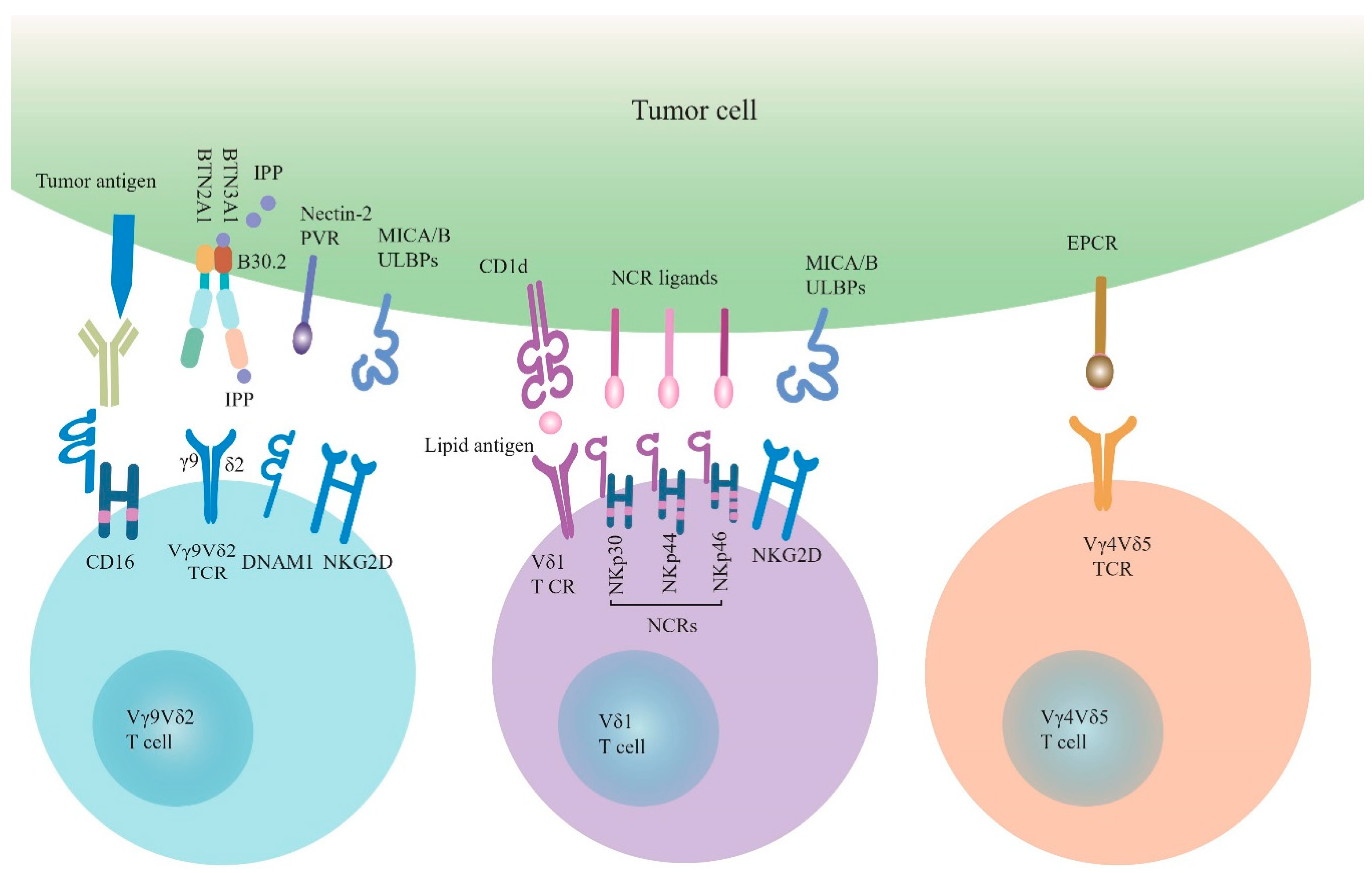 Cells 09 01206 g001 Cells 09 01206 g001