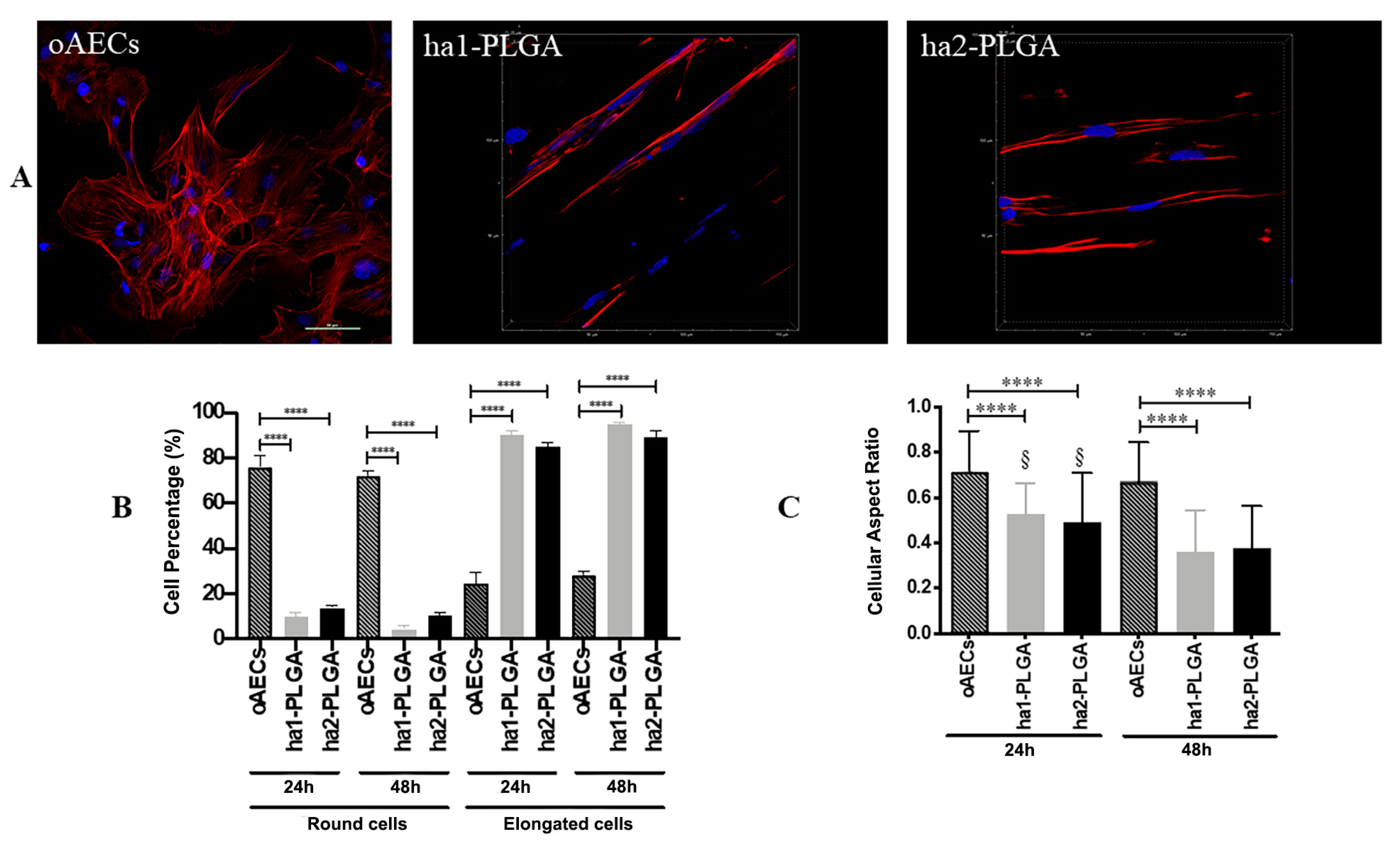 Cells 09 01207 g007 Cells 09 01207 g007