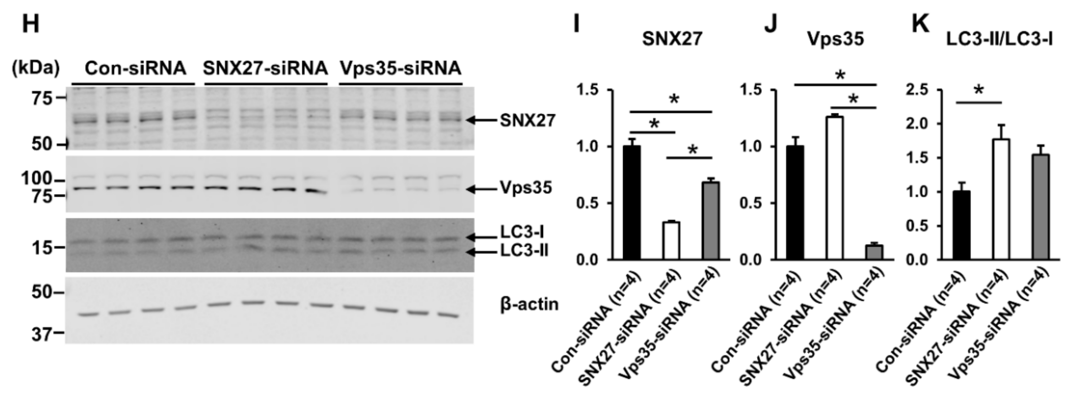 Cells 09 01208 g009b