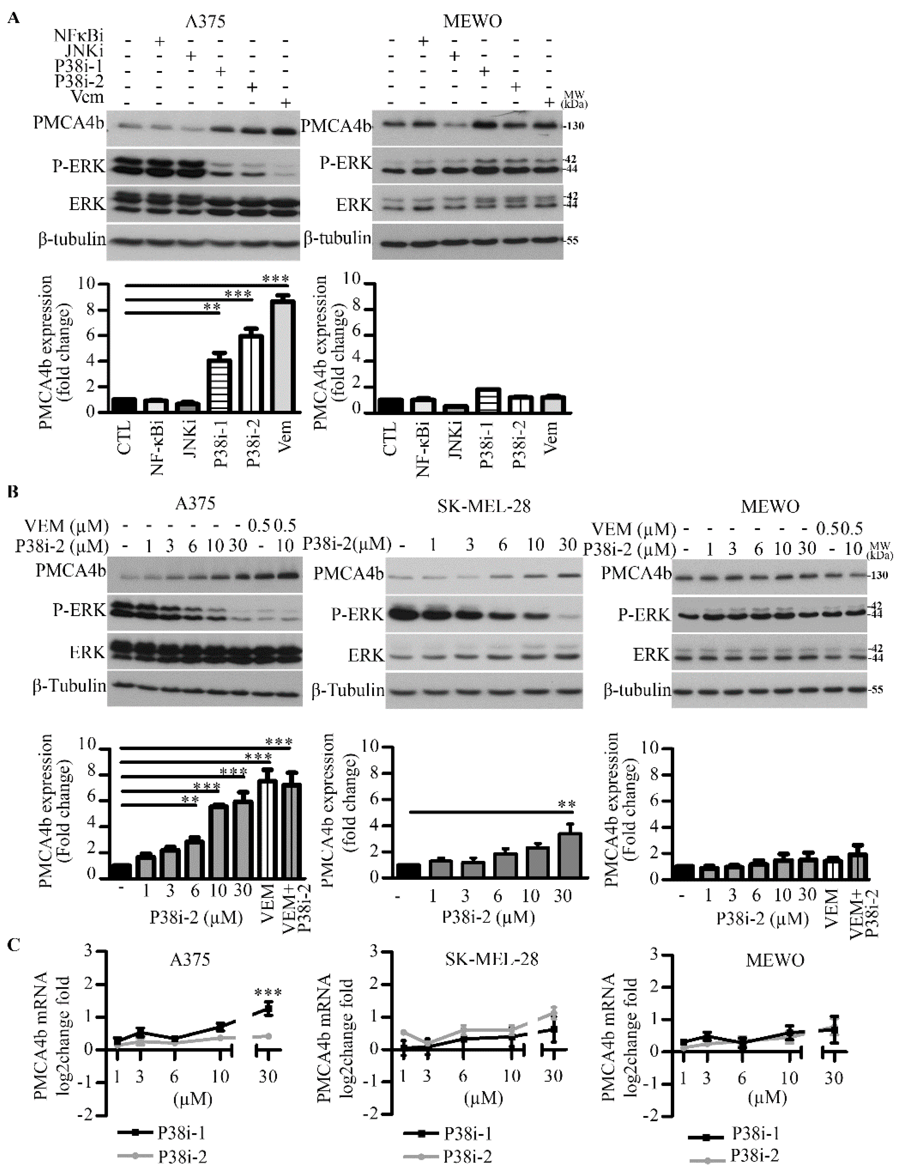 Cells 09 01209 g001a Cells 09 01209 g001a