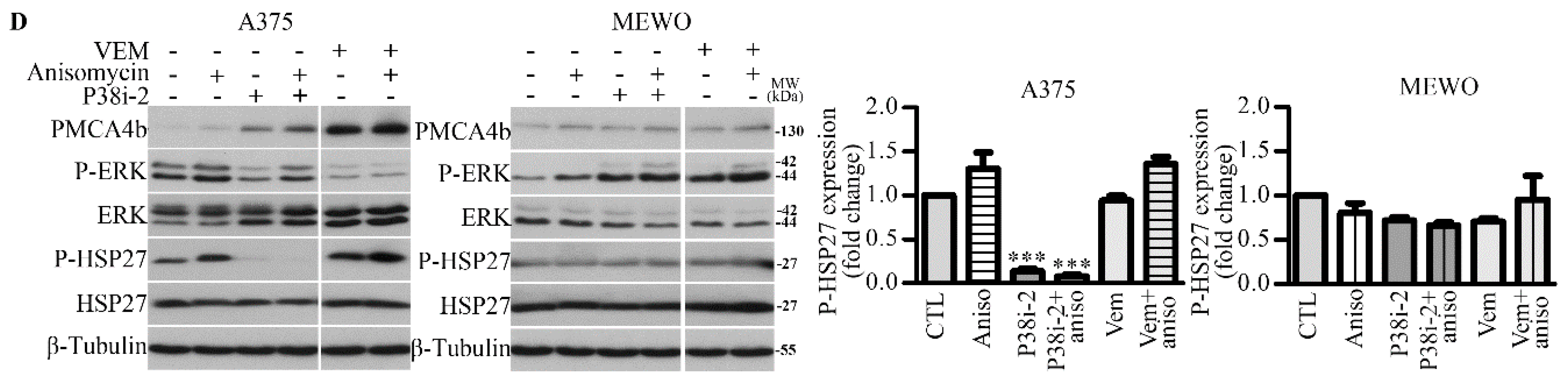 Cells 09 01209 g001b Cells 09 01209 g001b