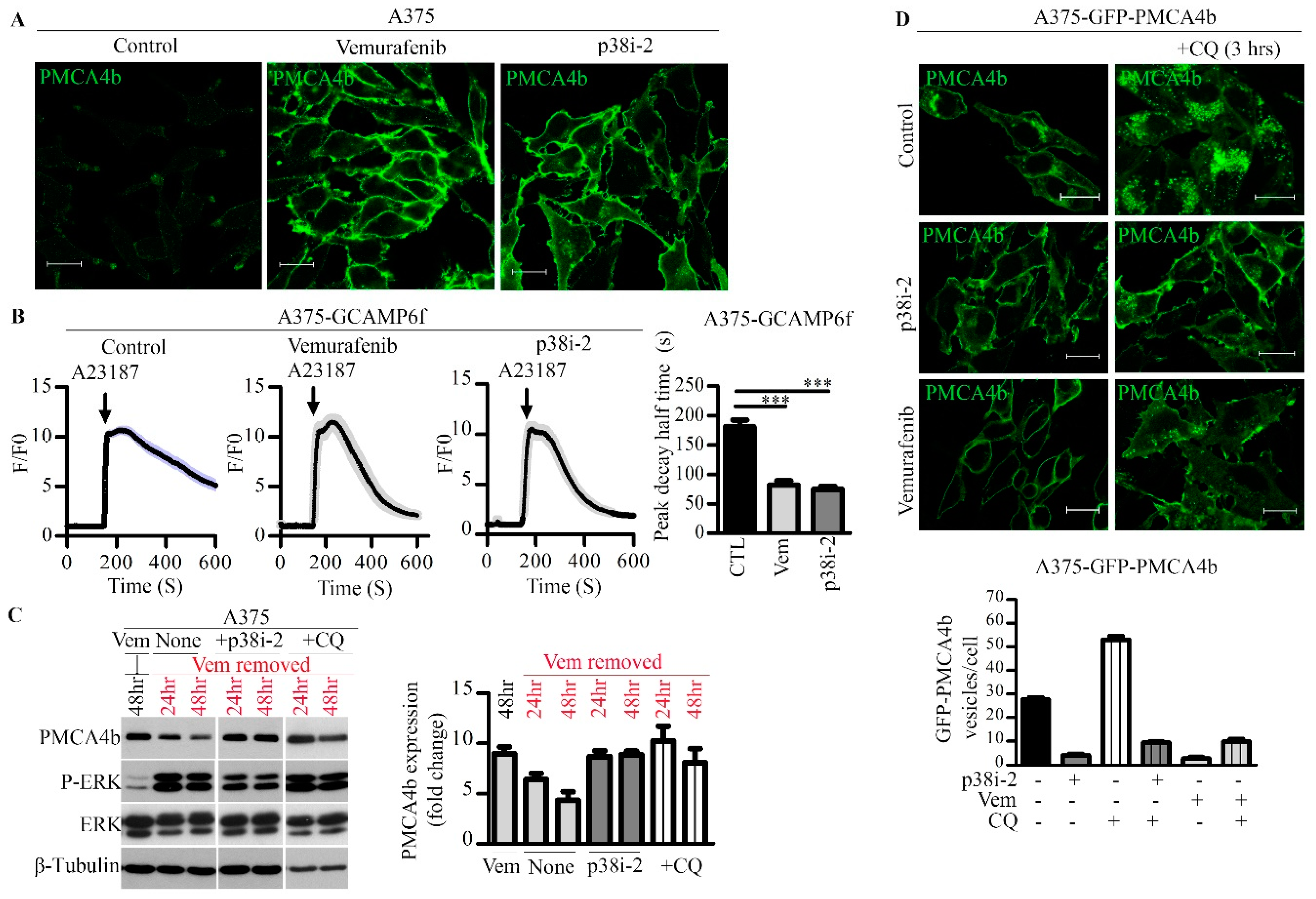 Cells 09 01209 g002 Cells 09 01209 g002