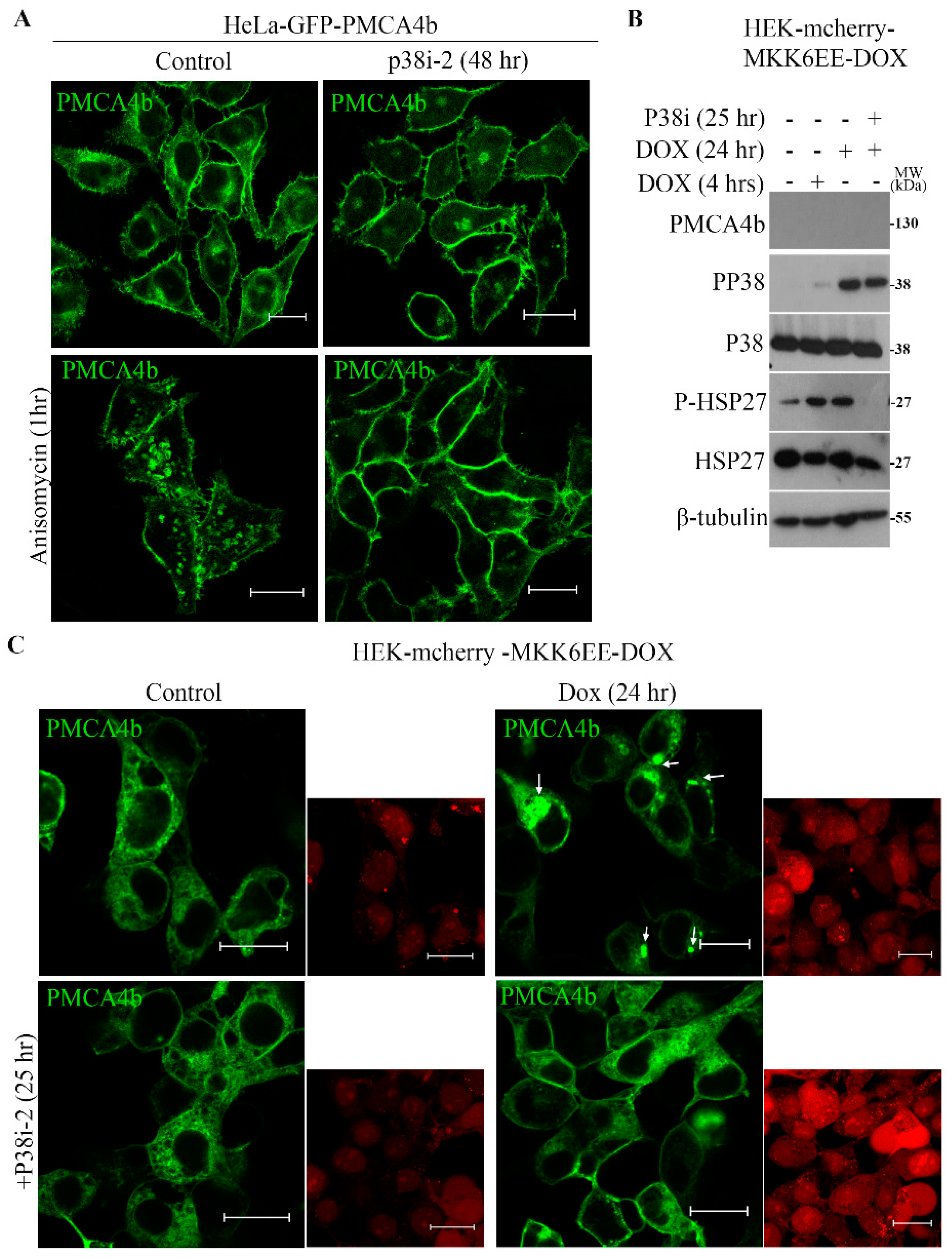 Cells 09 01209 g004 Cells 09 01209 g004