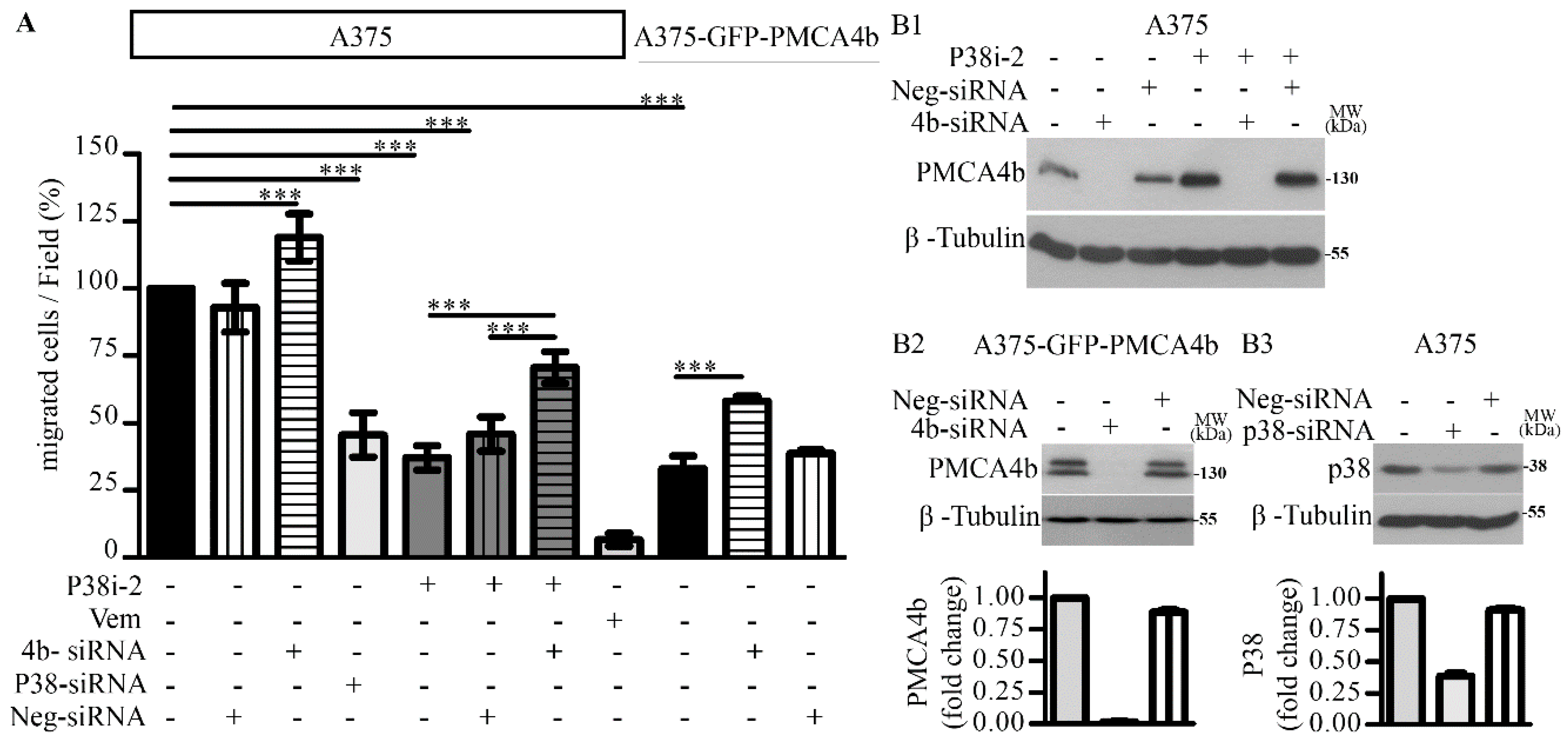 Cells 09 01209 g006 Cells 09 01209 g006