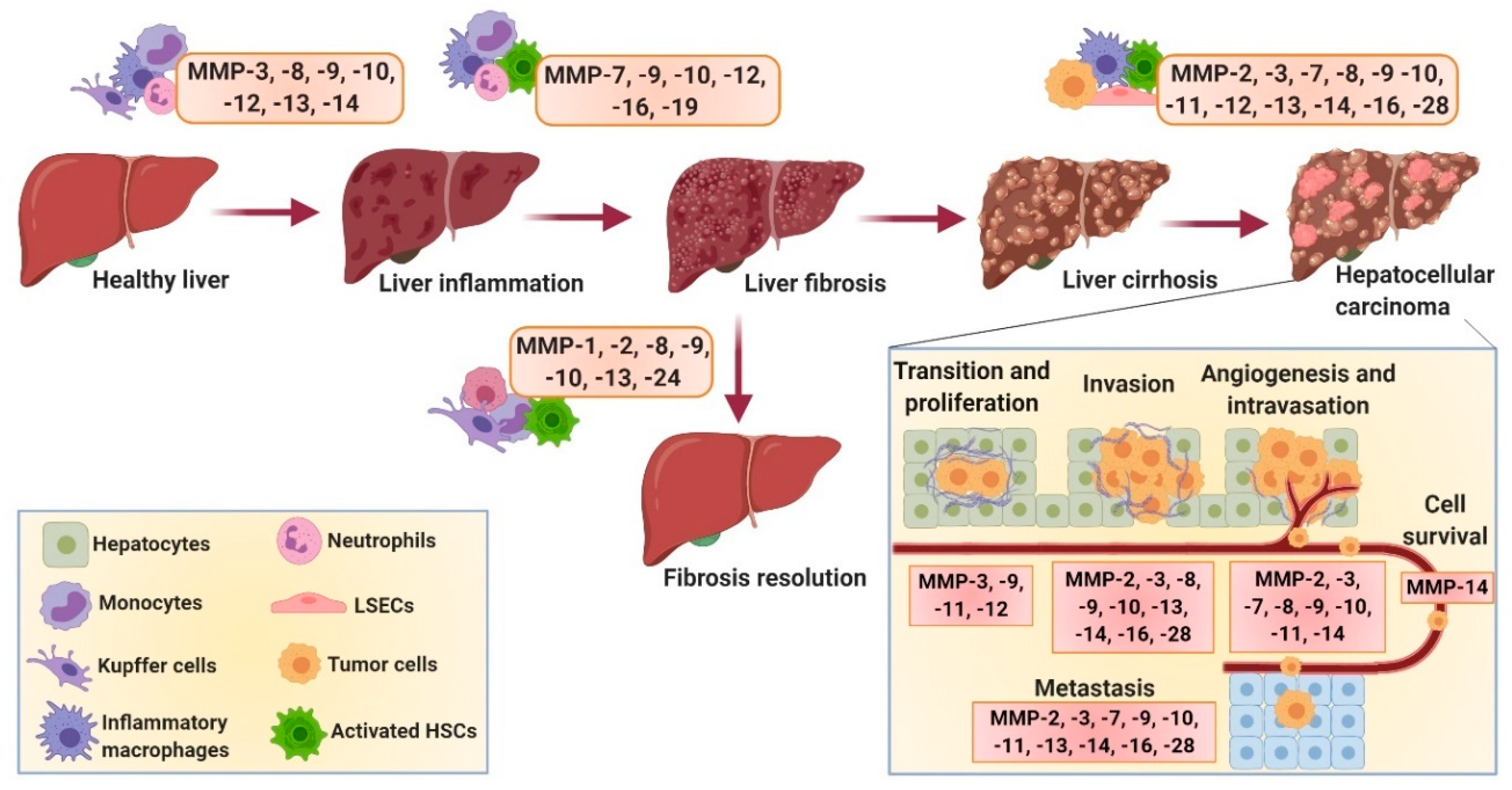 Cells 09 01212 g002 Cells 09 01212 g002