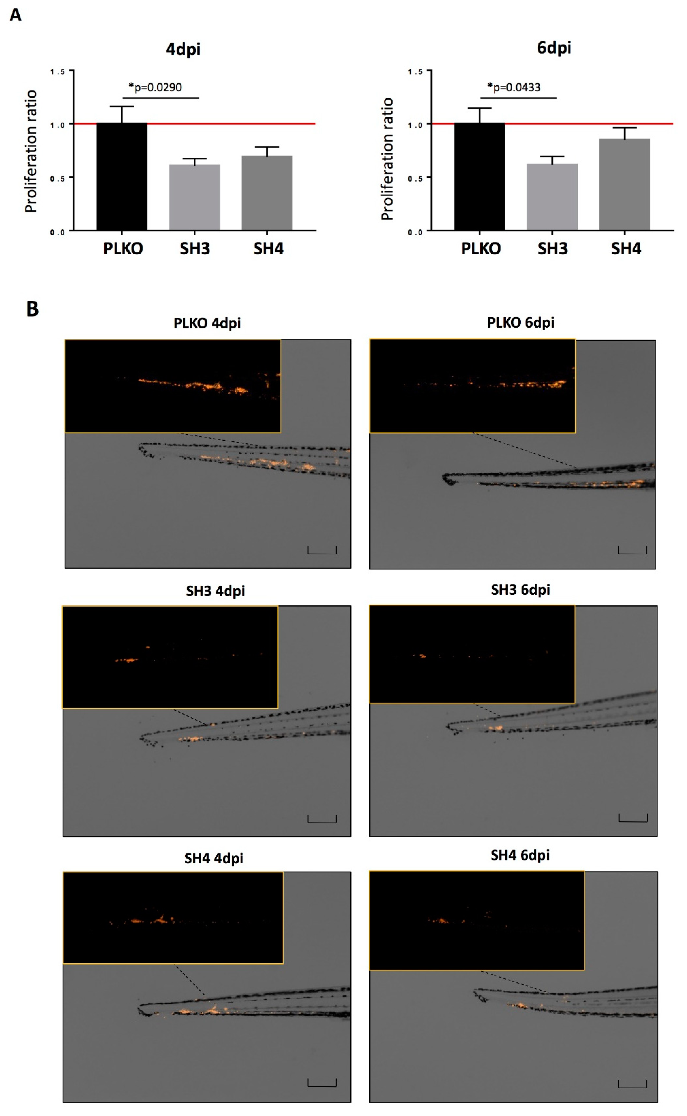 Cells 09 01218 g005 Cells 09 01218 g005