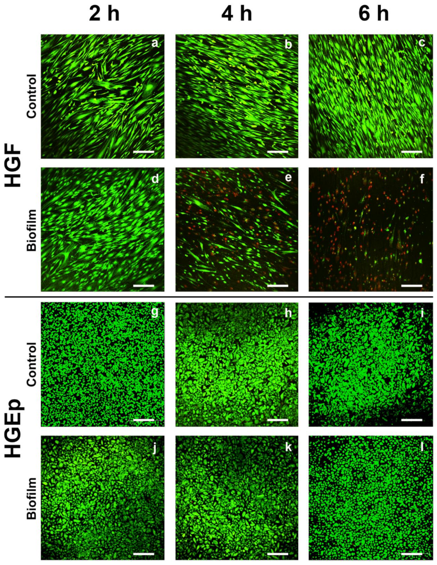 Cells 09 01226 g002