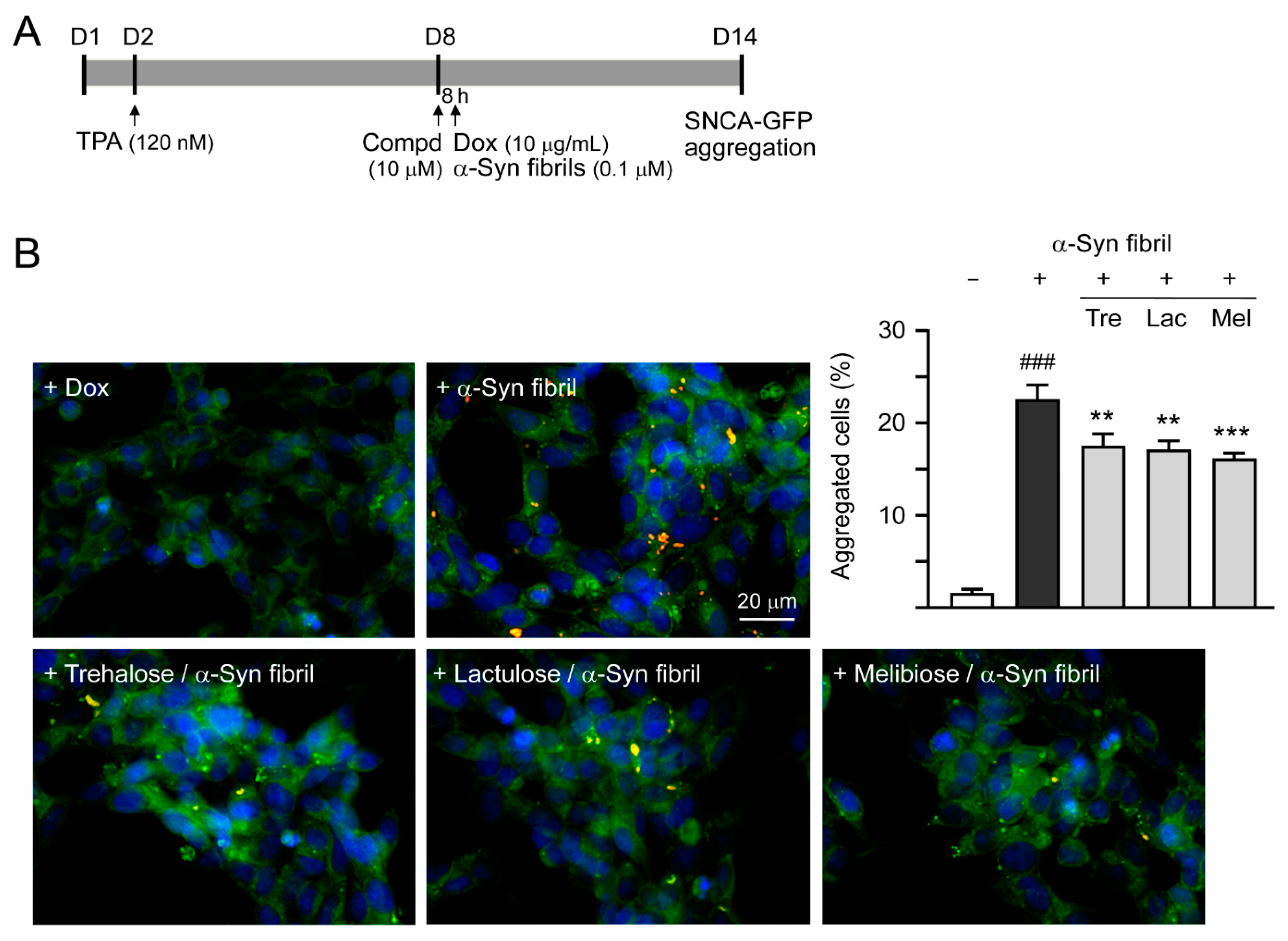 Cells 09 01230 g005a Cells 09 01230 g005a