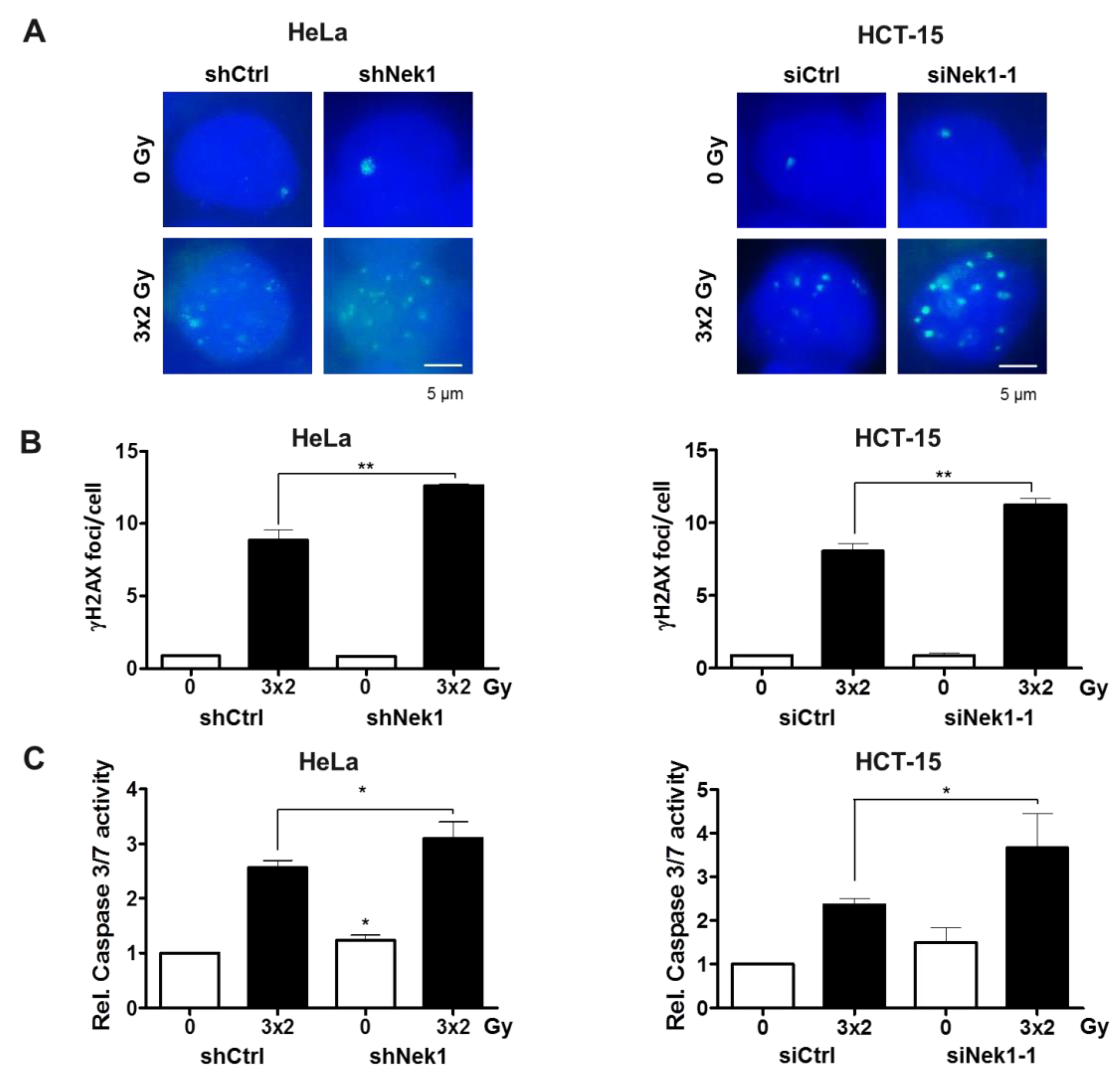 Cells 09 01235 g003 Cells 09 01235 g003