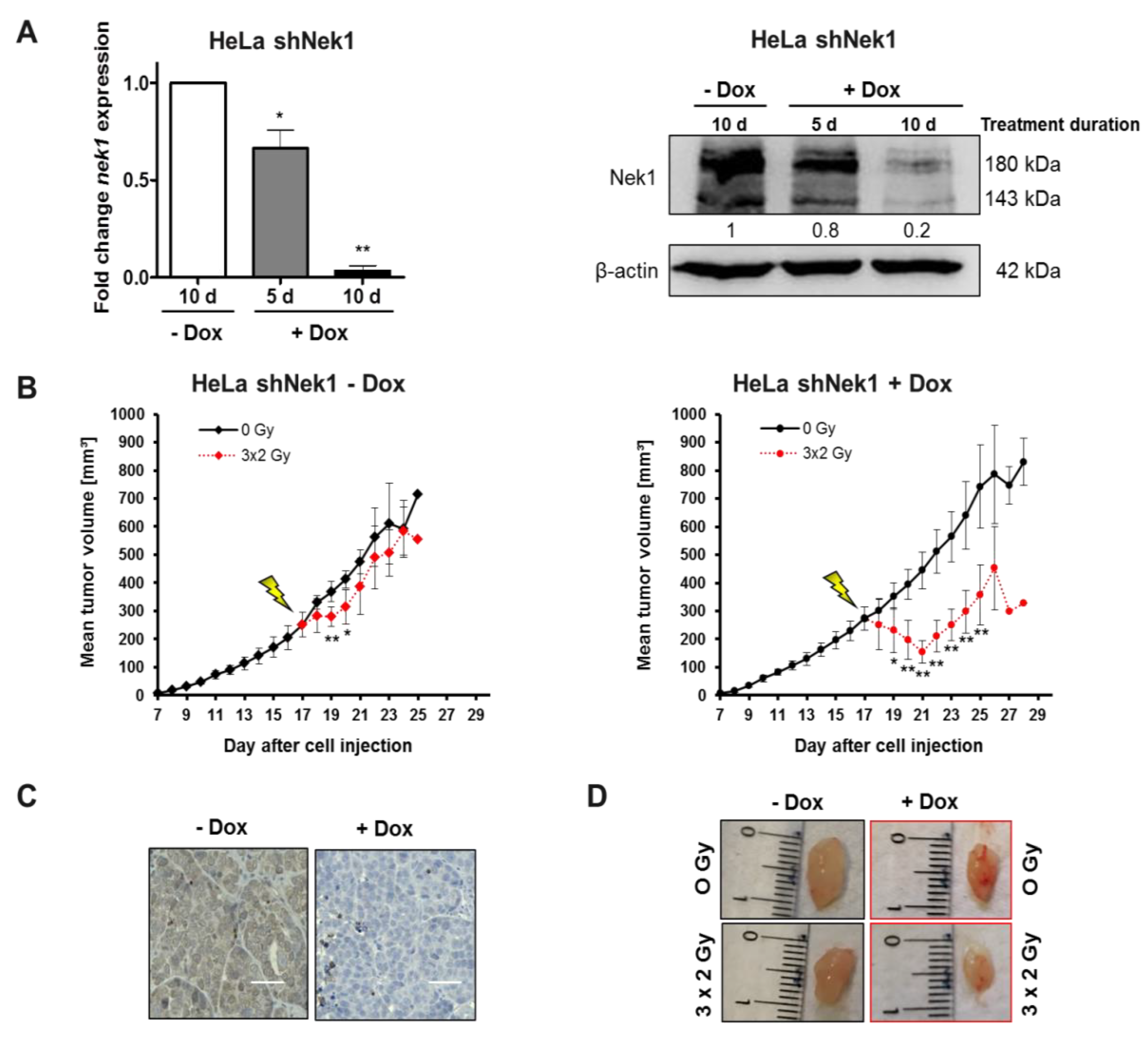Cells 09 01235 g004 Cells 09 01235 g004