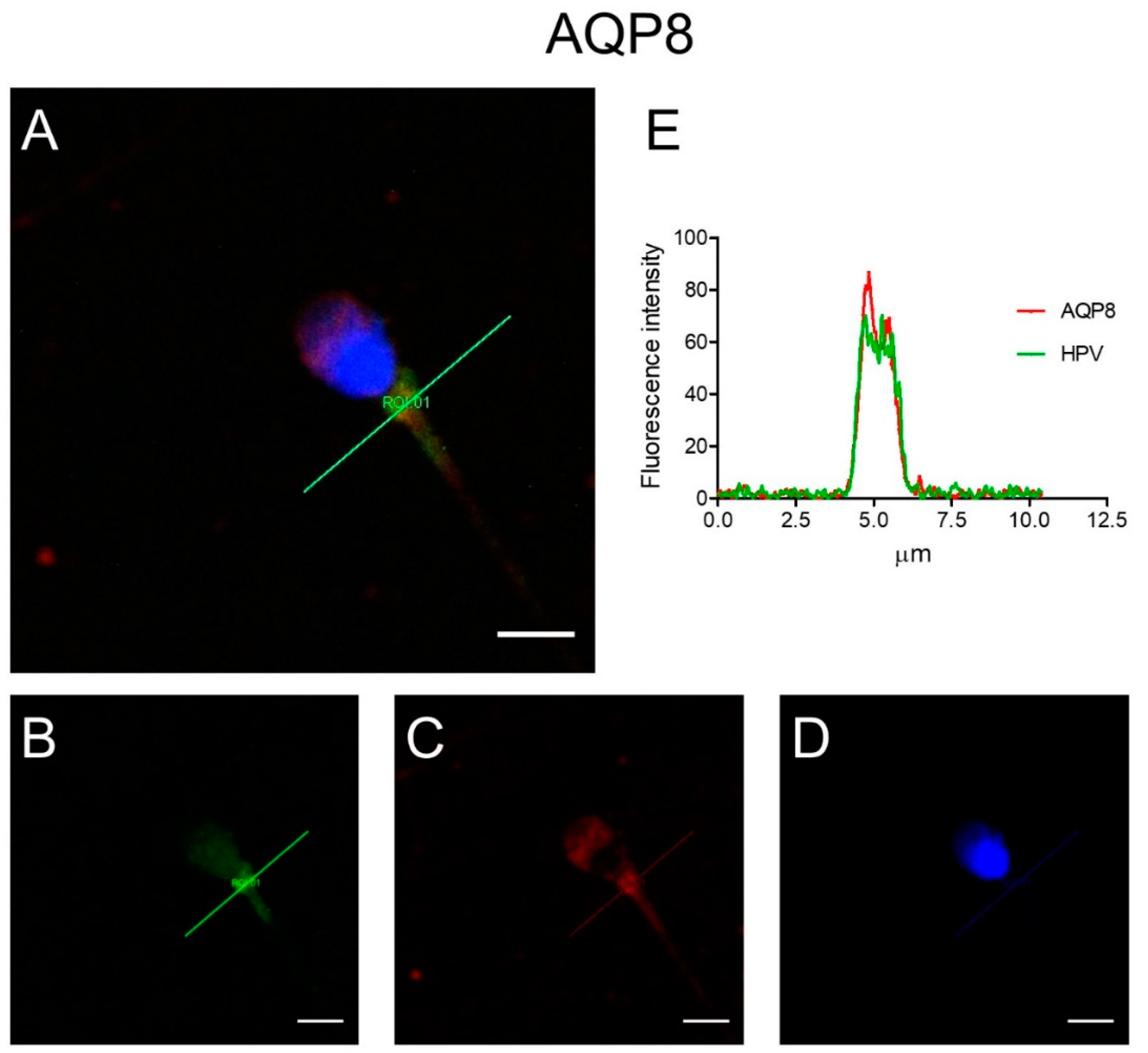 Cells 09 01241 g002