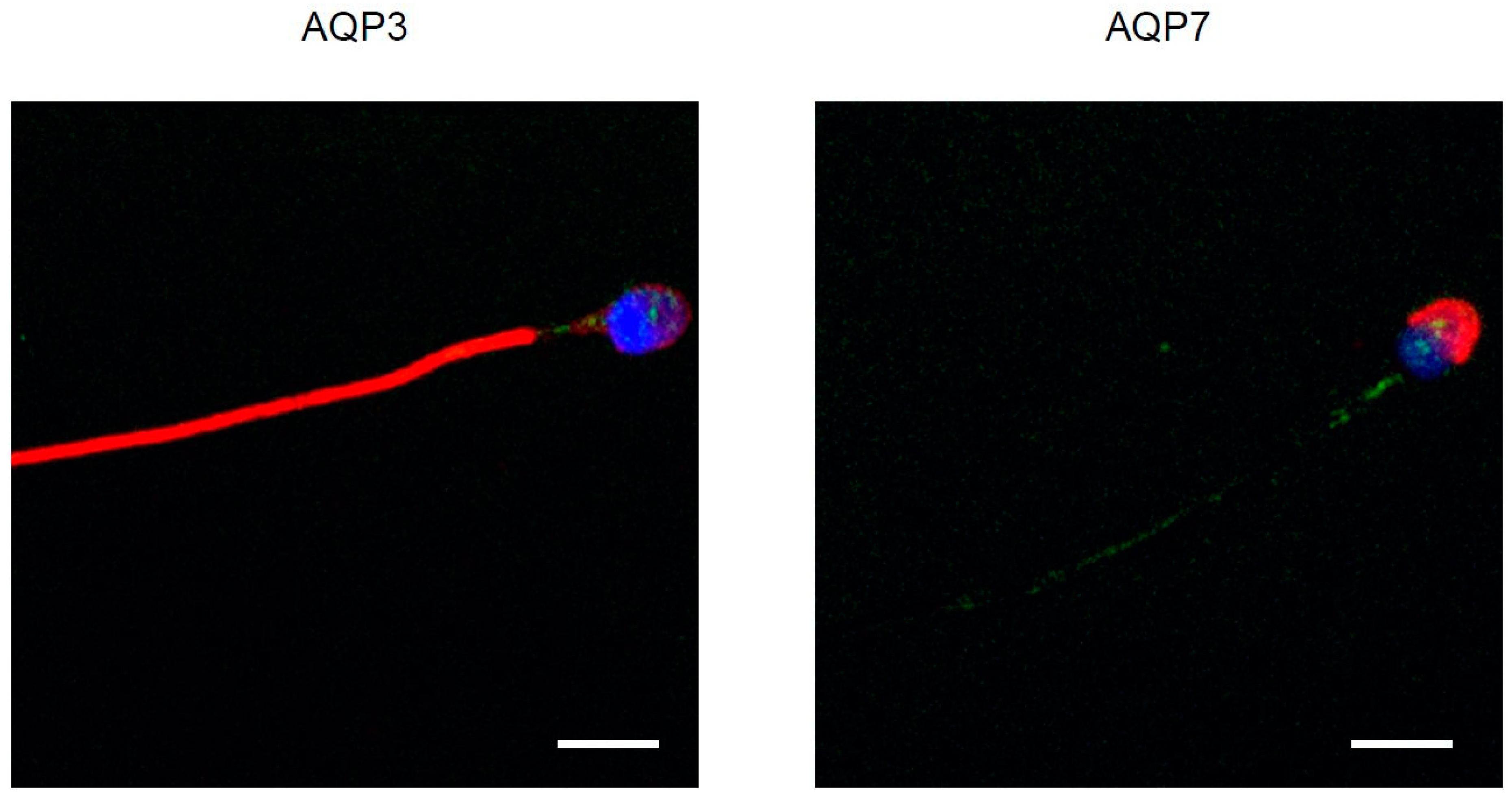 Cells 09 01241 g004