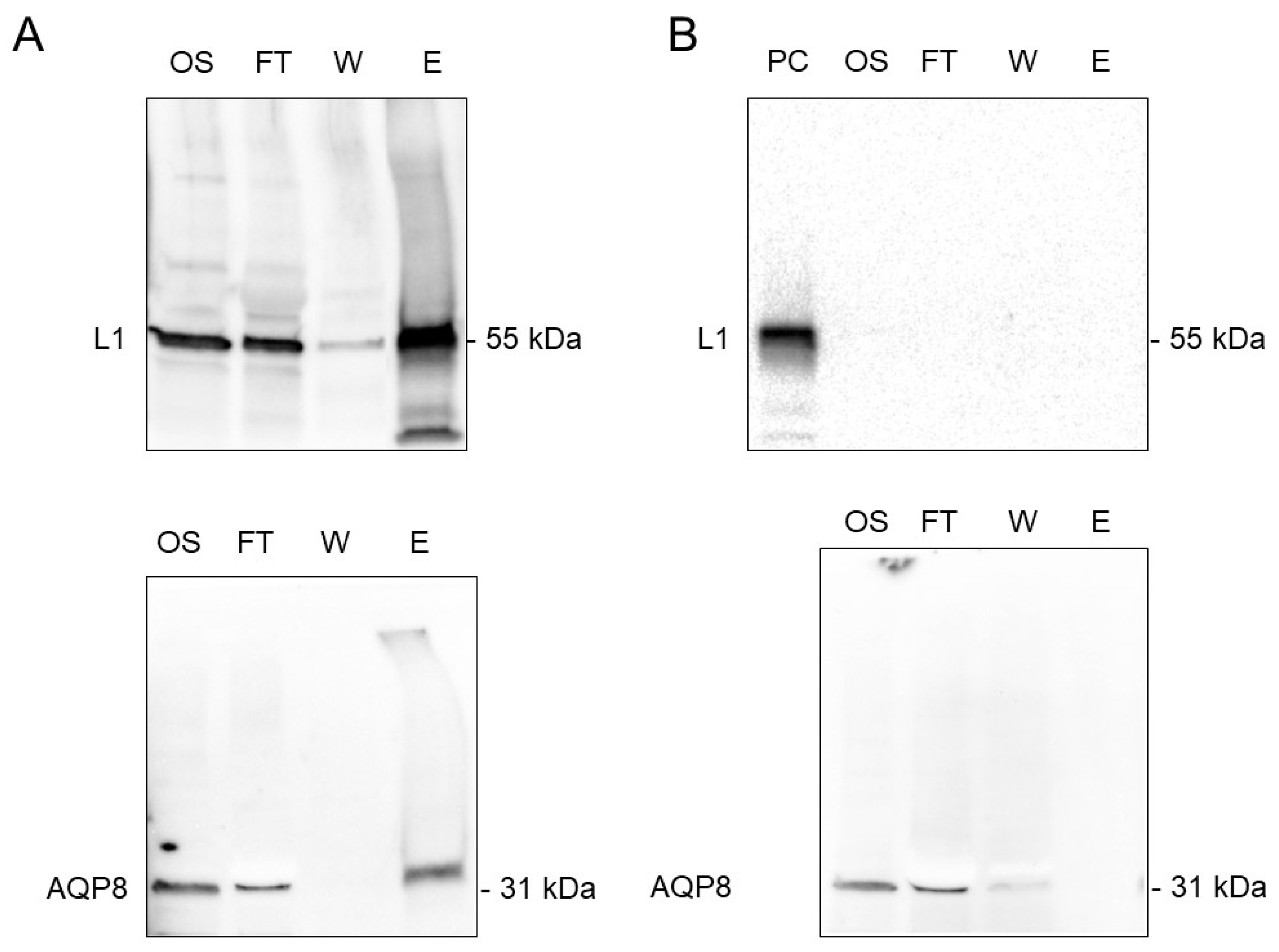 Cells 09 01241 g005