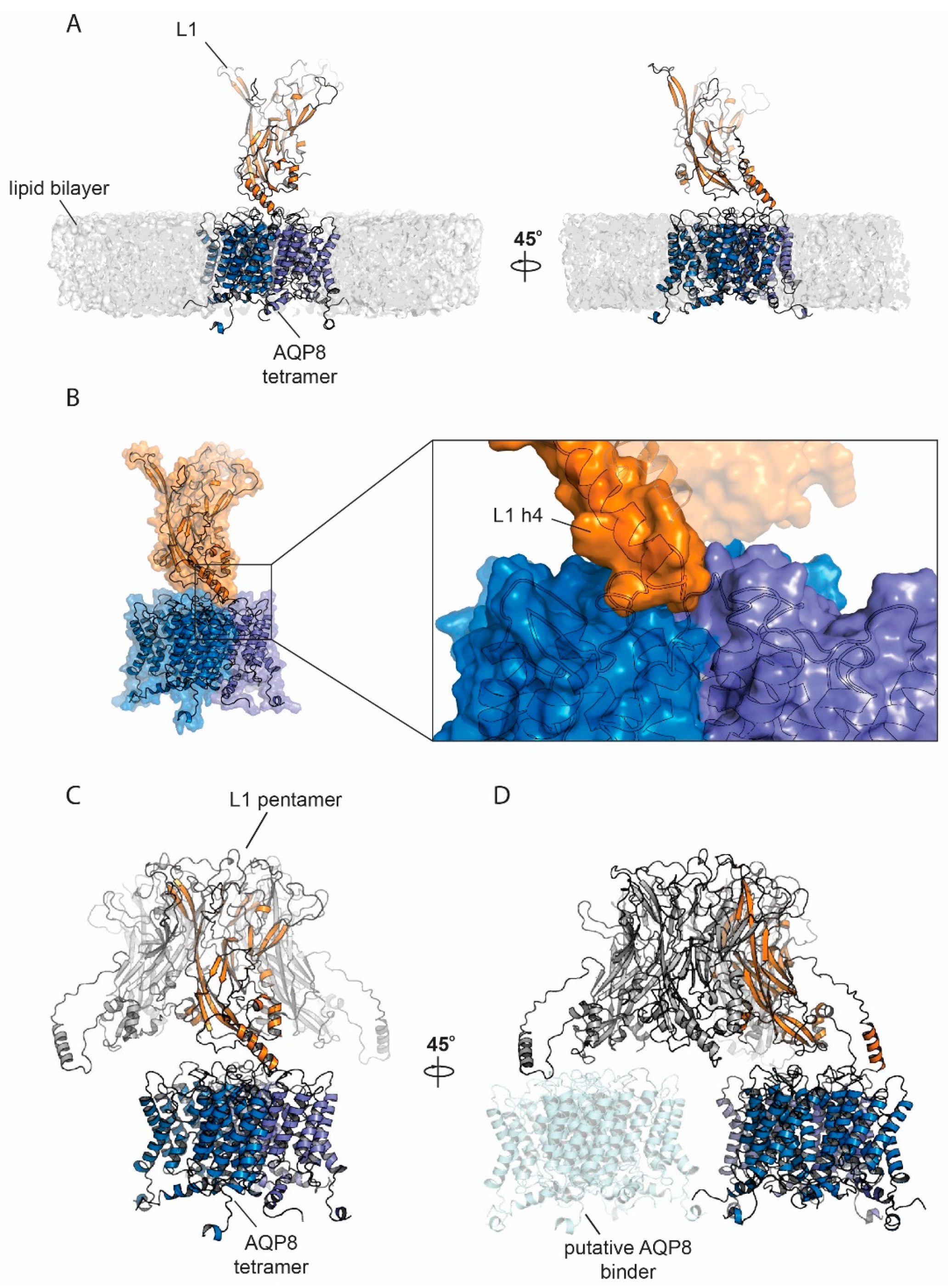 Cells 09 01241 g006