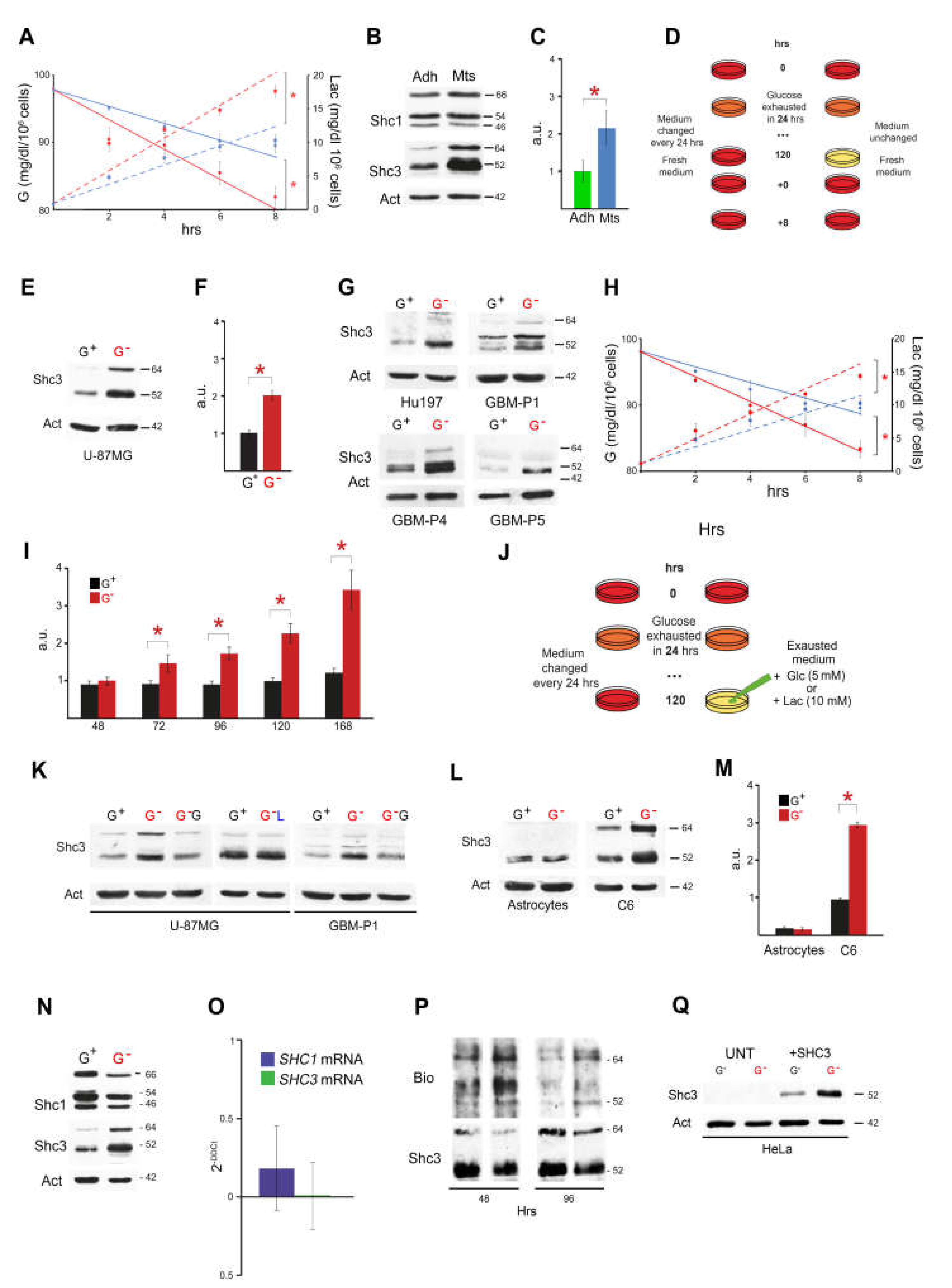 Cells 09 01249 g001 Cells 09 01249 g001