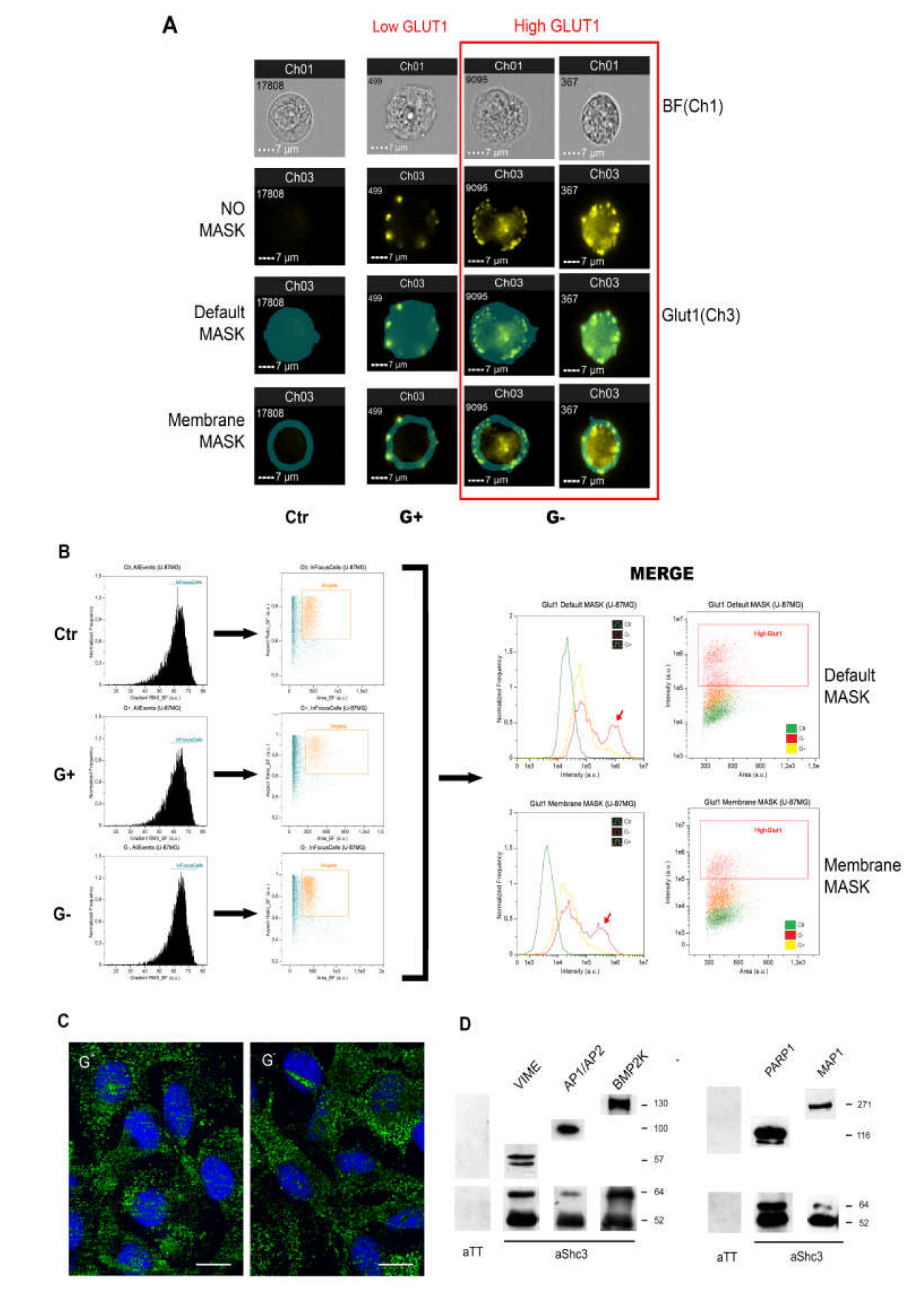 Cells 09 01249 g003 Cells 09 01249 g003