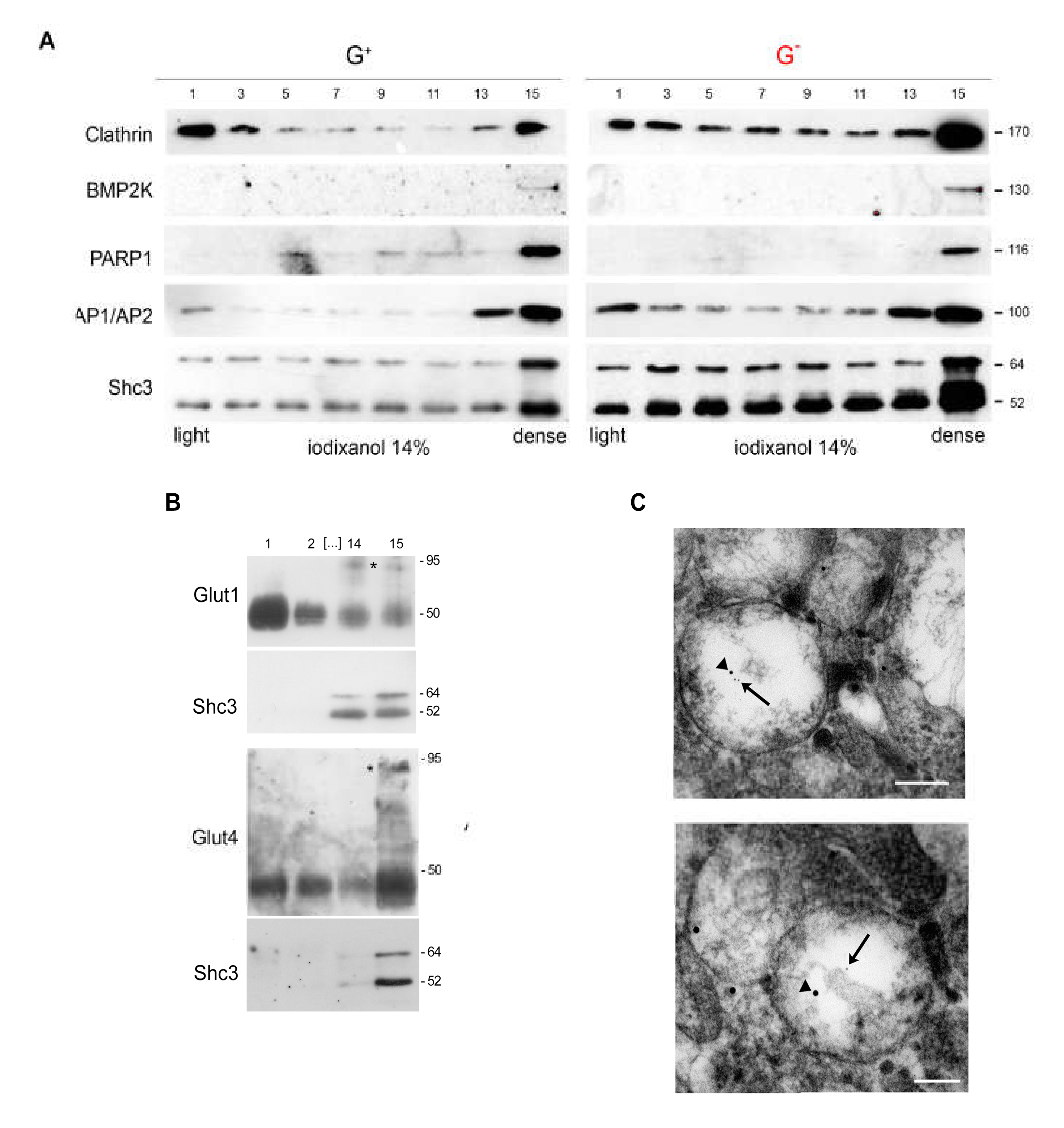 Cells 09 01249 g005 Cells 09 01249 g005