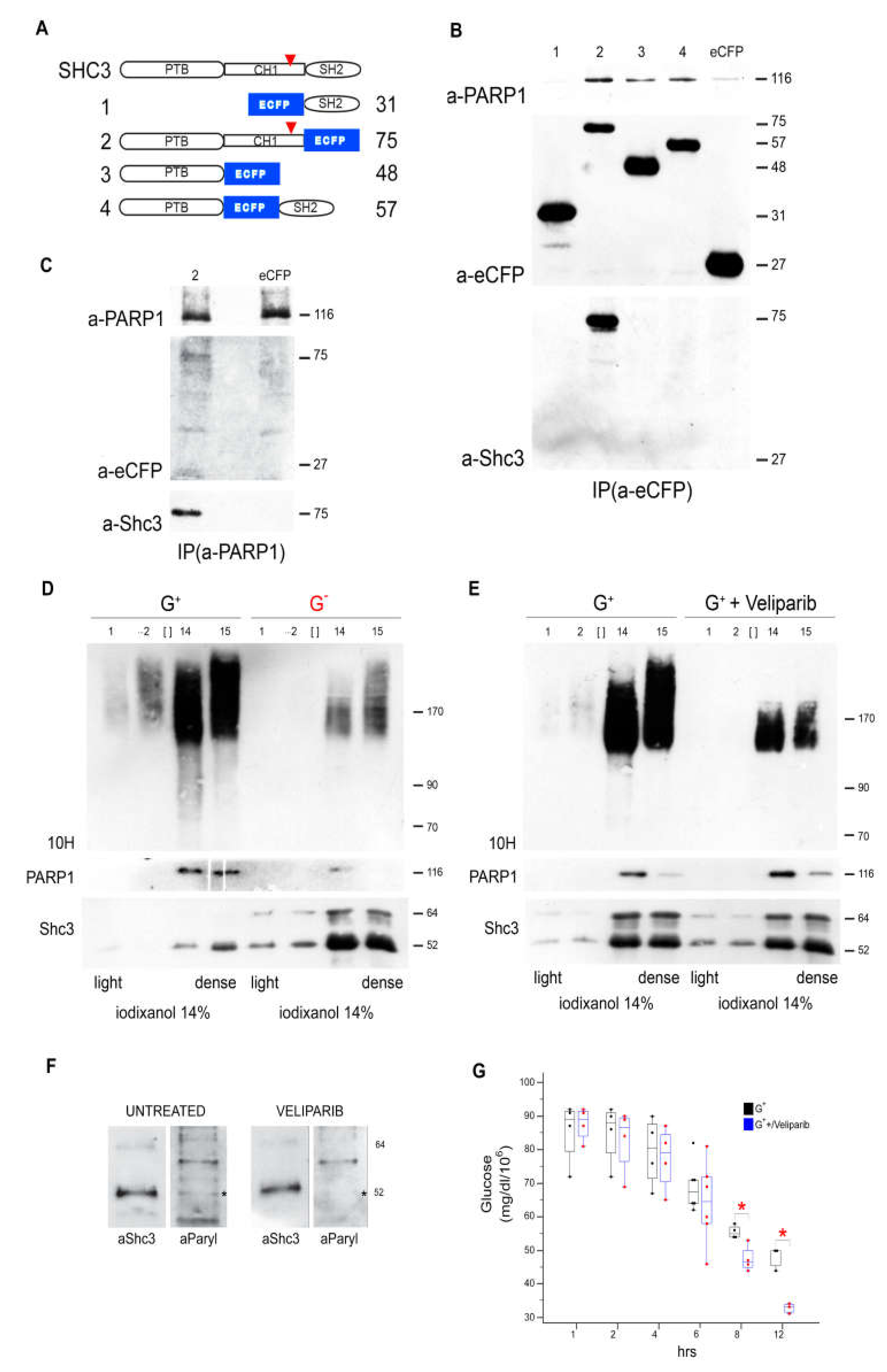 Cells 09 01249 g006 Cells 09 01249 g006