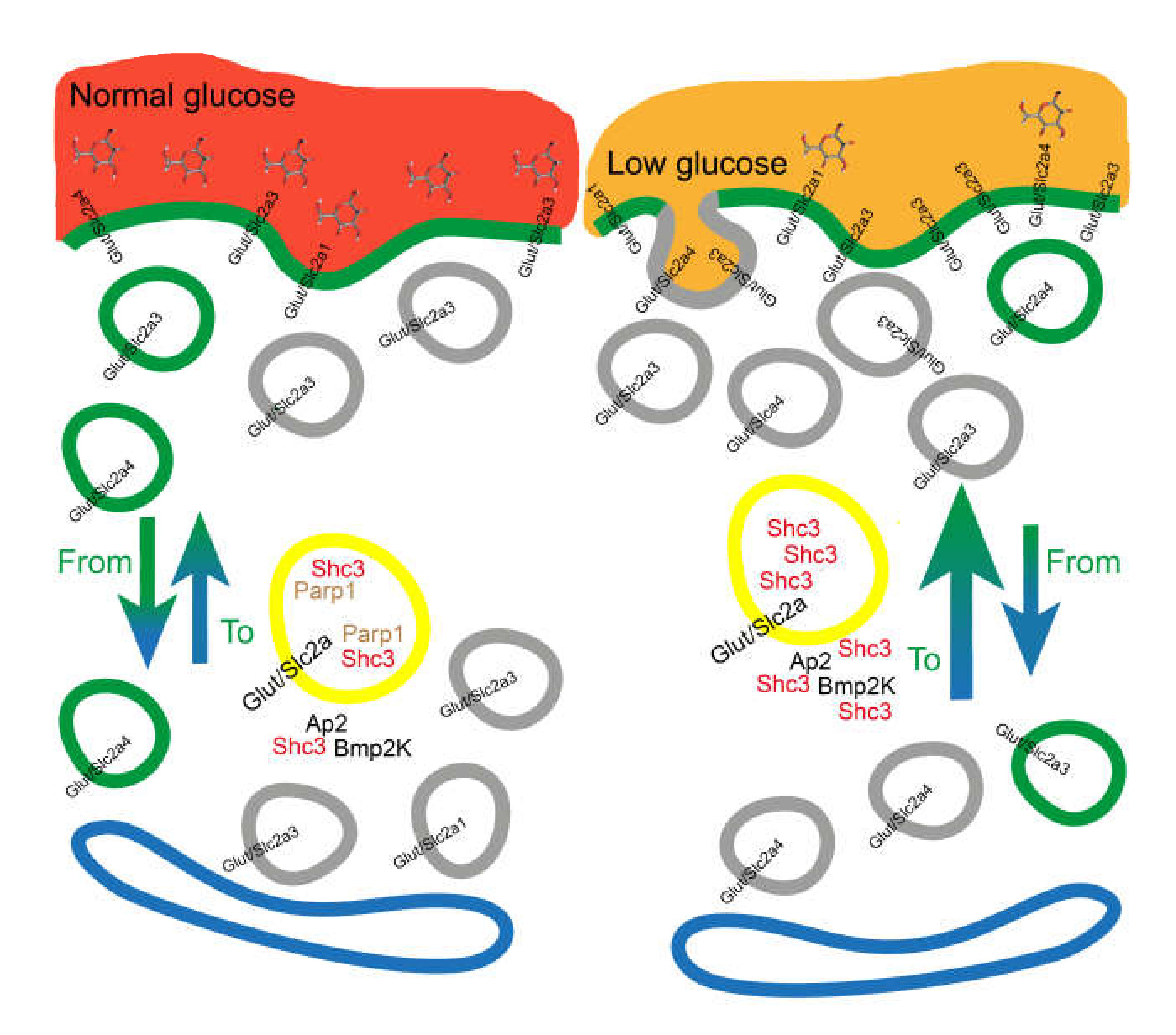 Cells 09 01249 g008 Cells 09 01249 g008