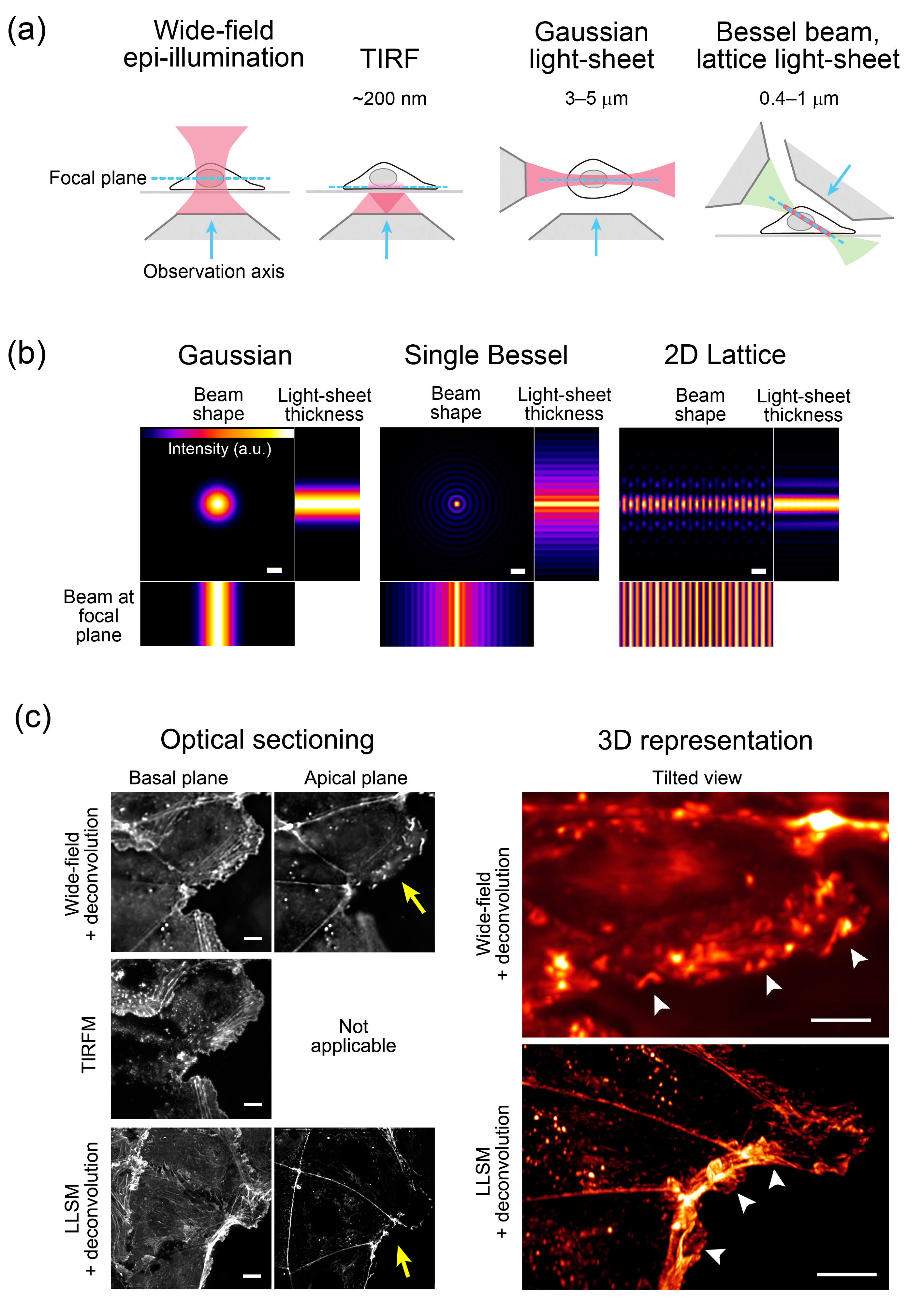Cells 09 01255 g002 Cells 09 01255 g002