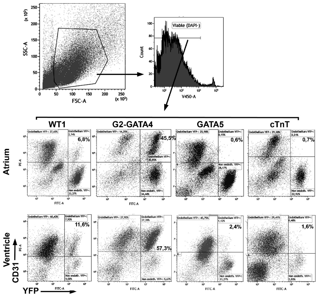 Cells 09 01257 g001 Cells 09 01257 g001
