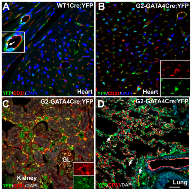 Cells 09 01257 g002 Cells 09 01257 g002