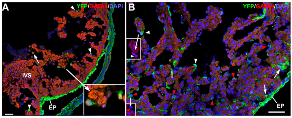 Cells 09 01257 g003 Cells 09 01257 g003