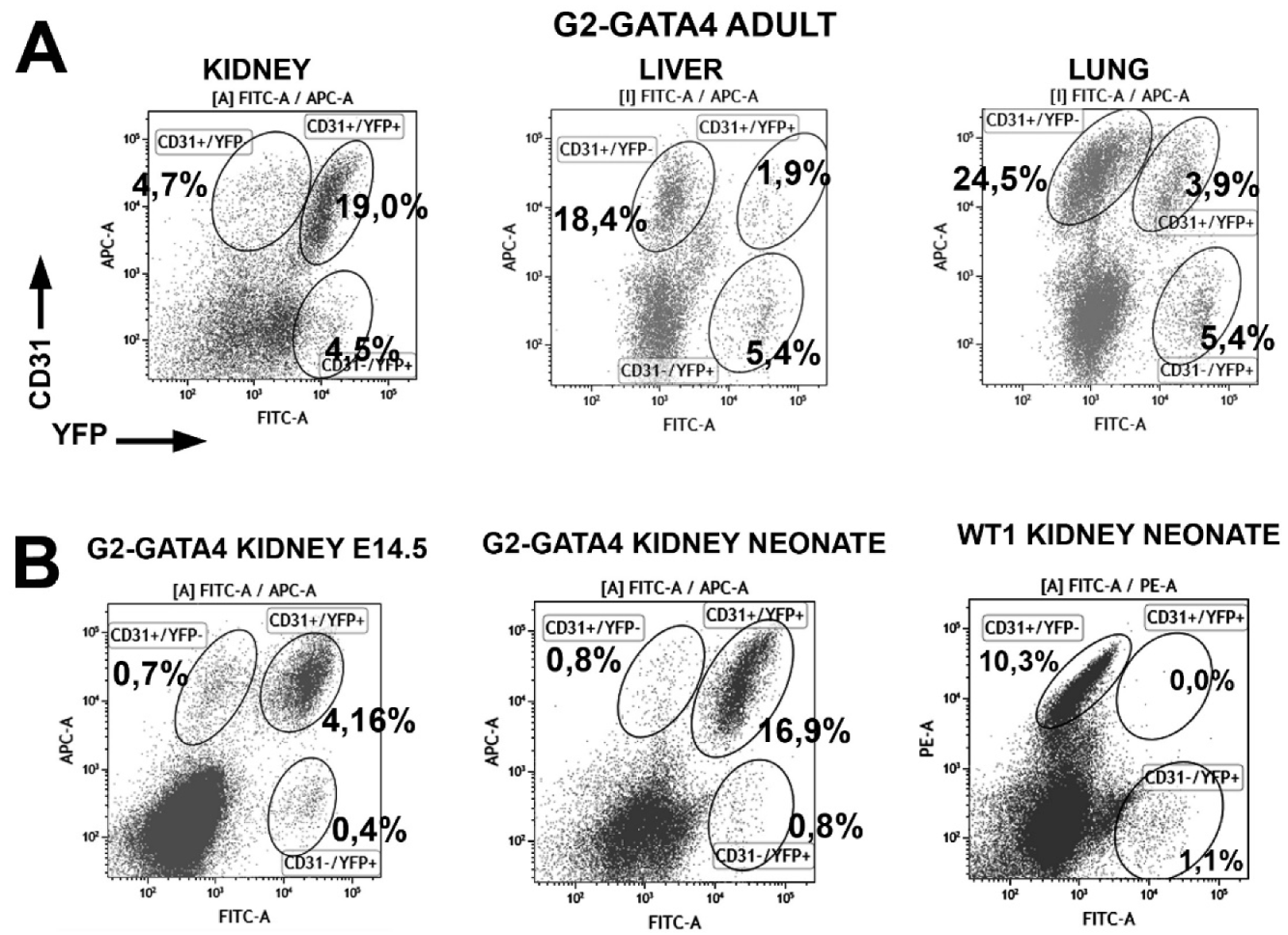 Cells 09 01257 g004 Cells 09 01257 g004