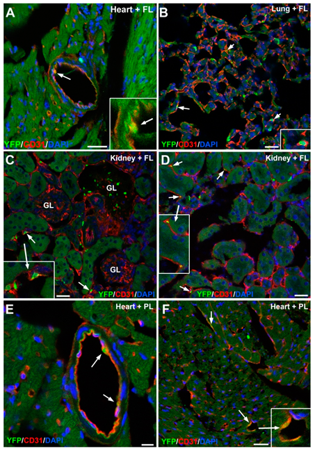 Cells 09 01257 g006 Cells 09 01257 g006