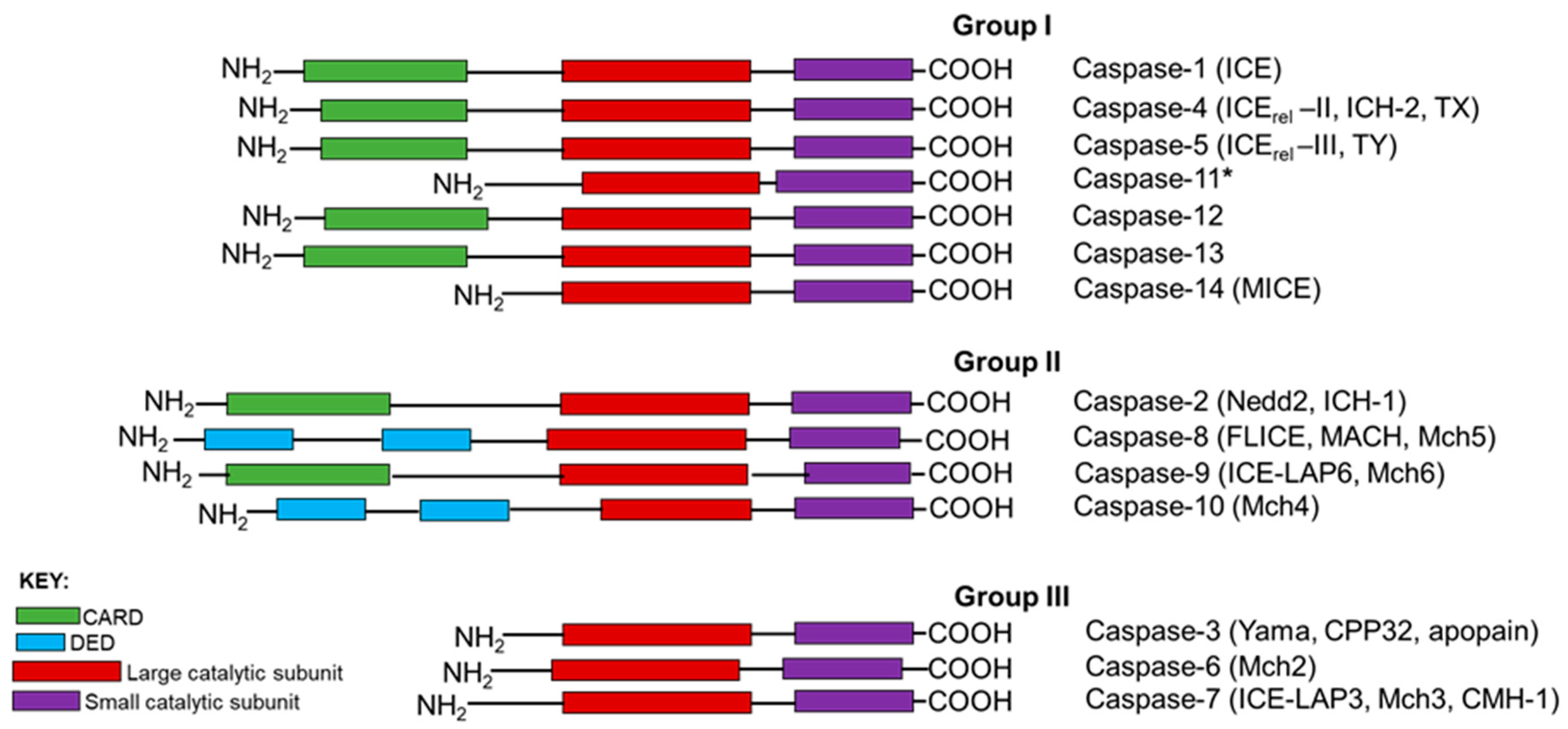 Cells | Free Full-Text | The Role of Caspase-2 in Regulating Cell 