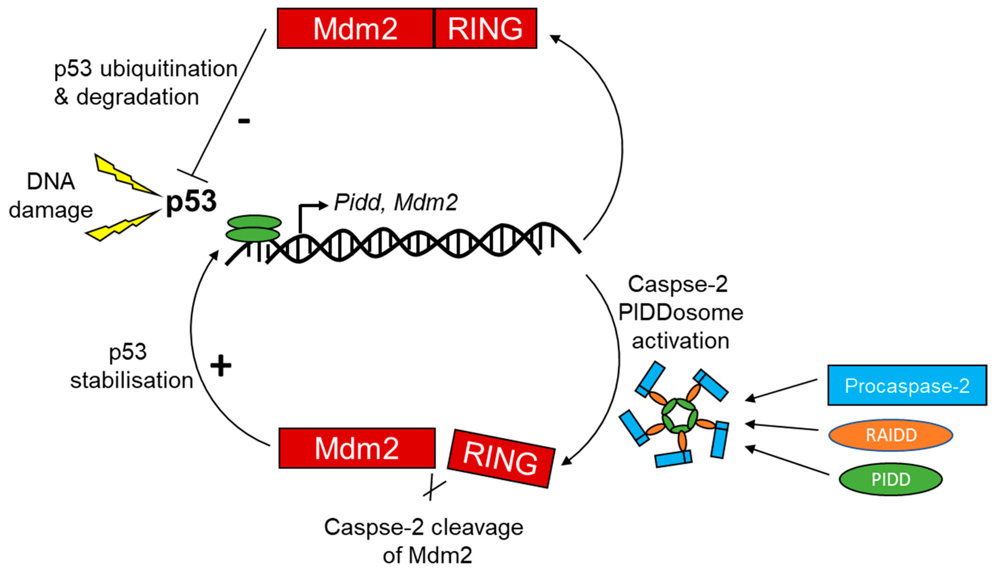 Cells | Free Full-Text | The Role of Caspase-2 in Regulating Cell Fate