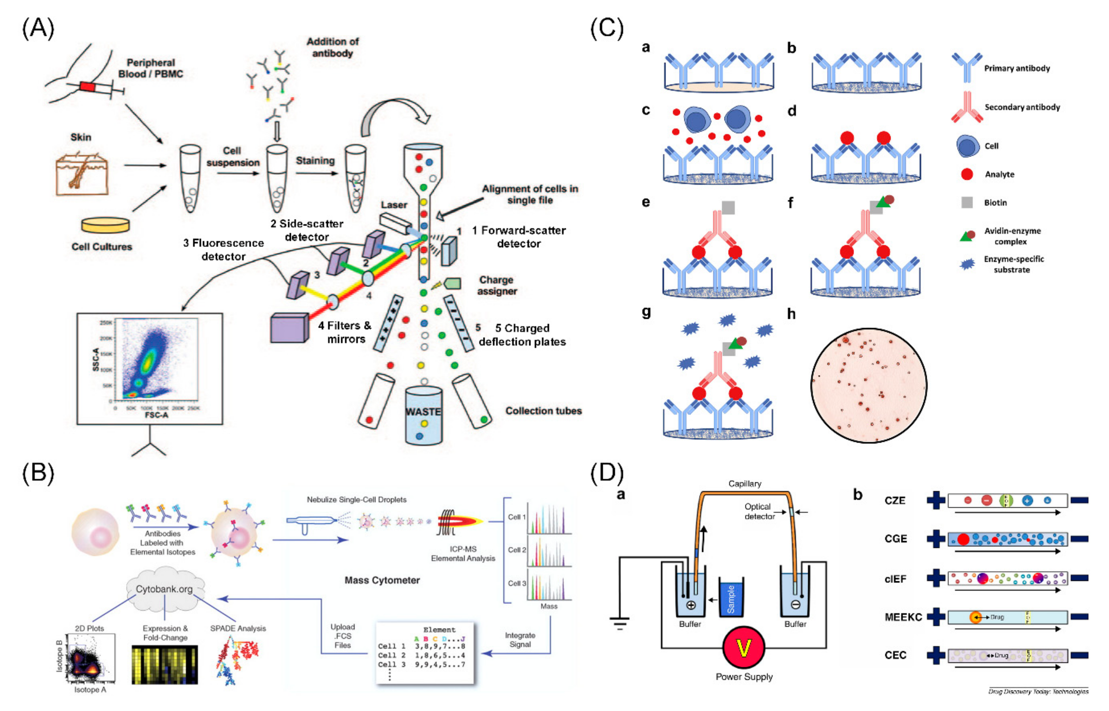 Perchance generator. Analysis of Proteins. Single Cell Protein. Схемы регулирования с прямой связью e. coli. Картирование протеома это.