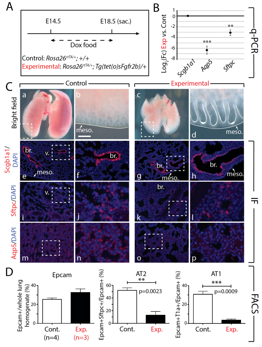 Cells 09 01274 g005 Cells 09 01274 g005